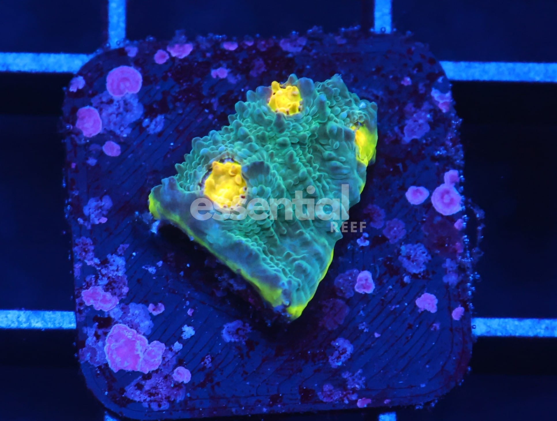 Watermarked - C156 - SDC RAINBOW JELLYBEAN CHALICE