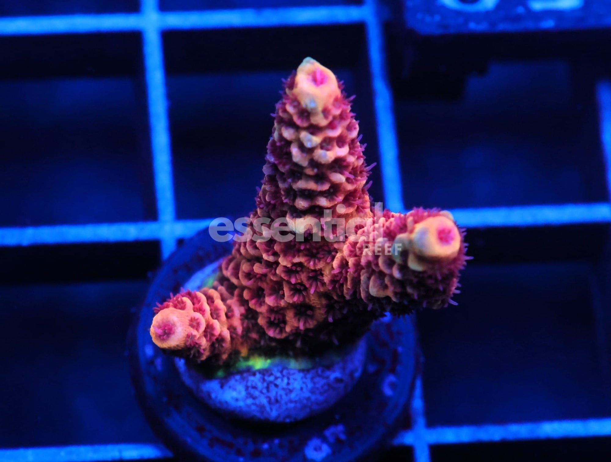 Watermarked - C158 - SDC ACROPORA ASST. PREMIUM