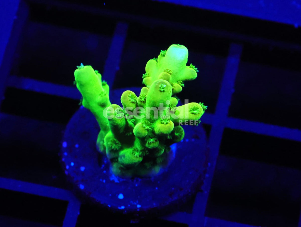 Watermarked - C159 - SDC Acropora Asst. Premium