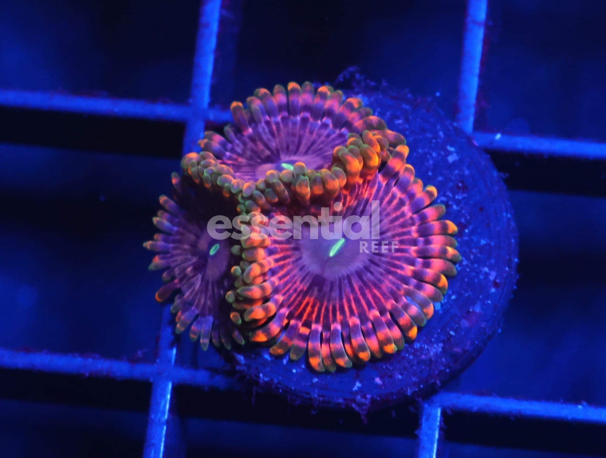 Watermarked - C16 - SDC FAIRY FART ZOA/PALY (POLYP)