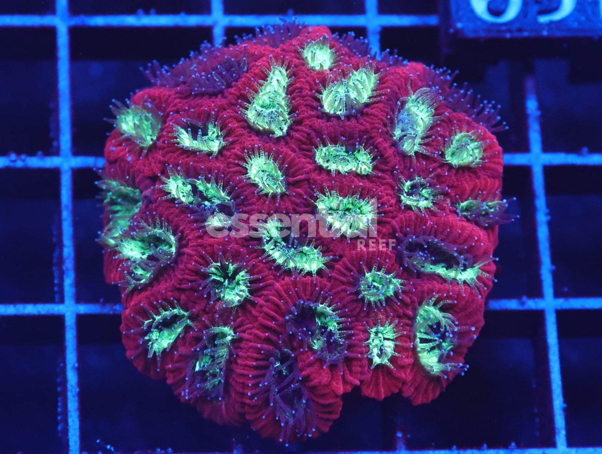 Watermarked - C160 - Cultured Aussie Brains