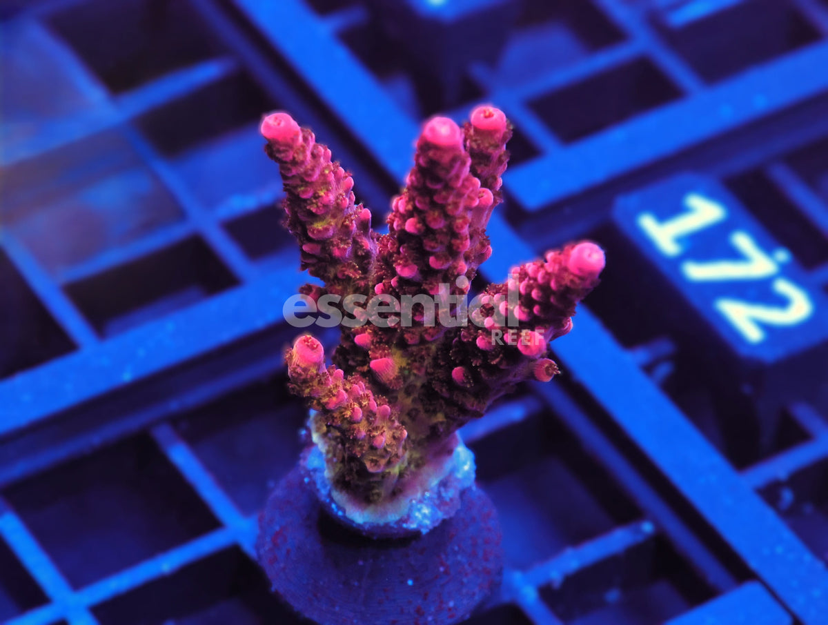 Watermarked - C162 - SDC Rainbow Rommels Acro L-XL Frag