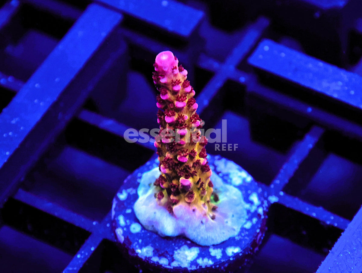 Watermarked - C163 - CB Maleficent Acro