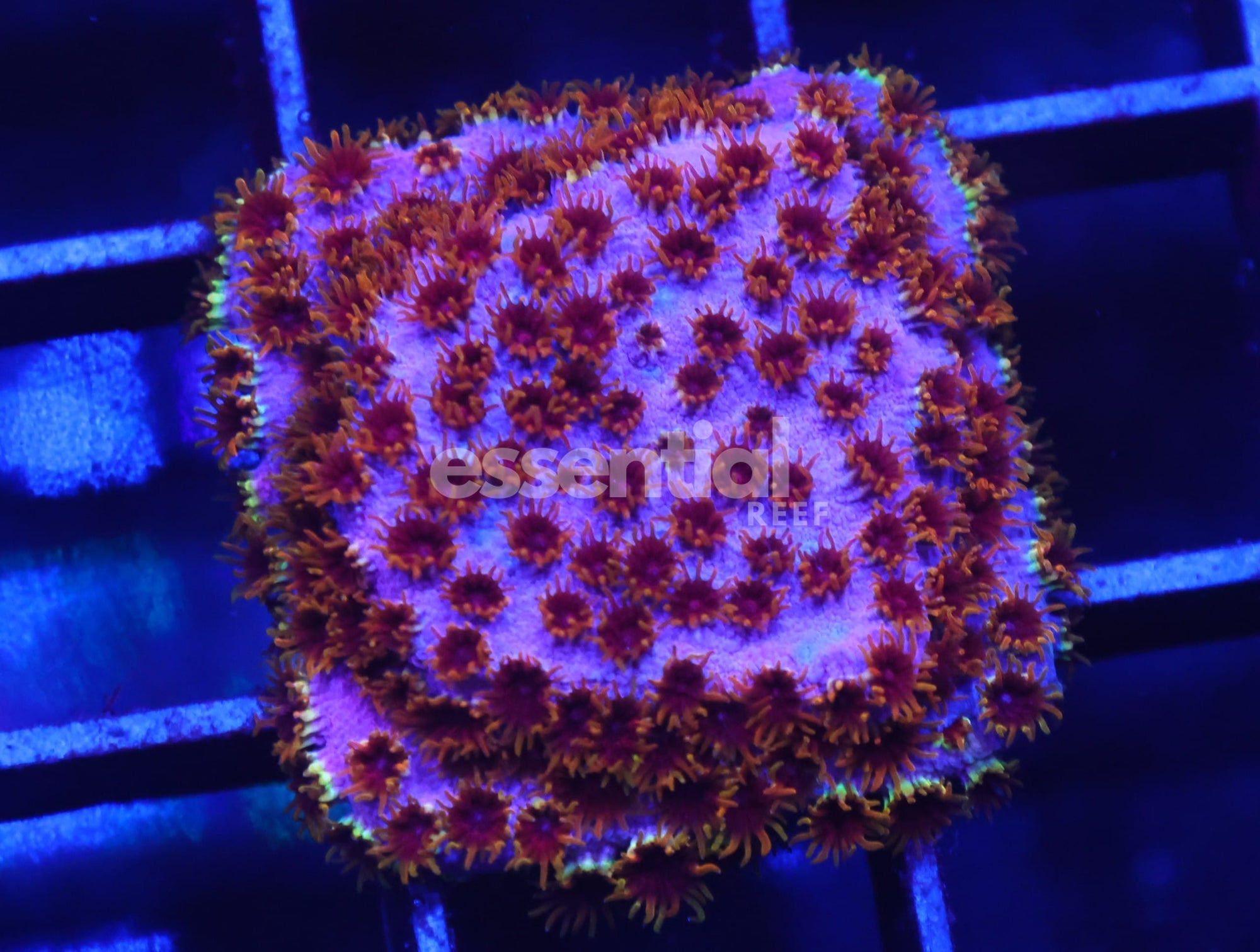 Watermarked - C164 - SDC Skittles Bomb Cyphastrea