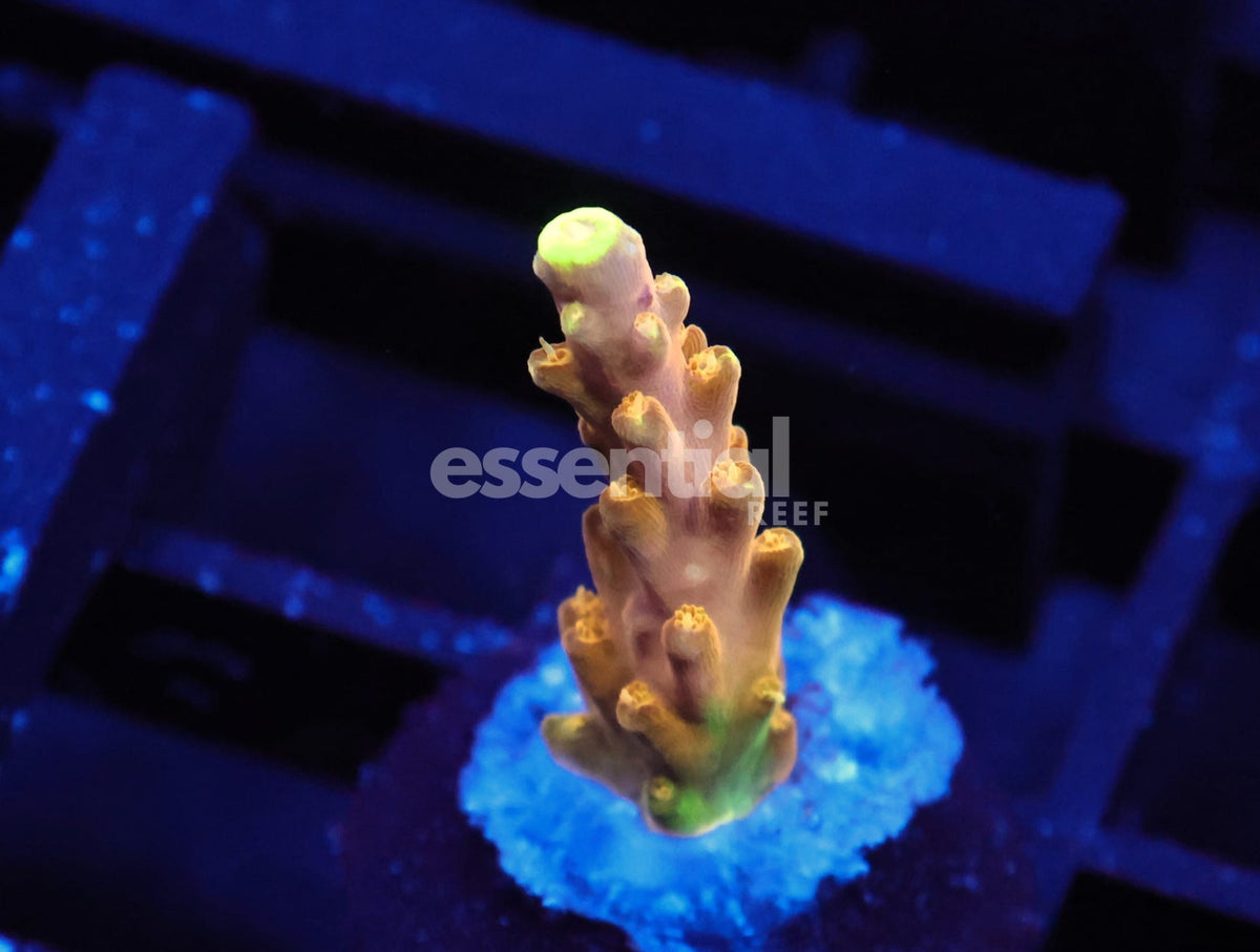 Watermarked - C165 - SDC Razzle Dazzle Acro