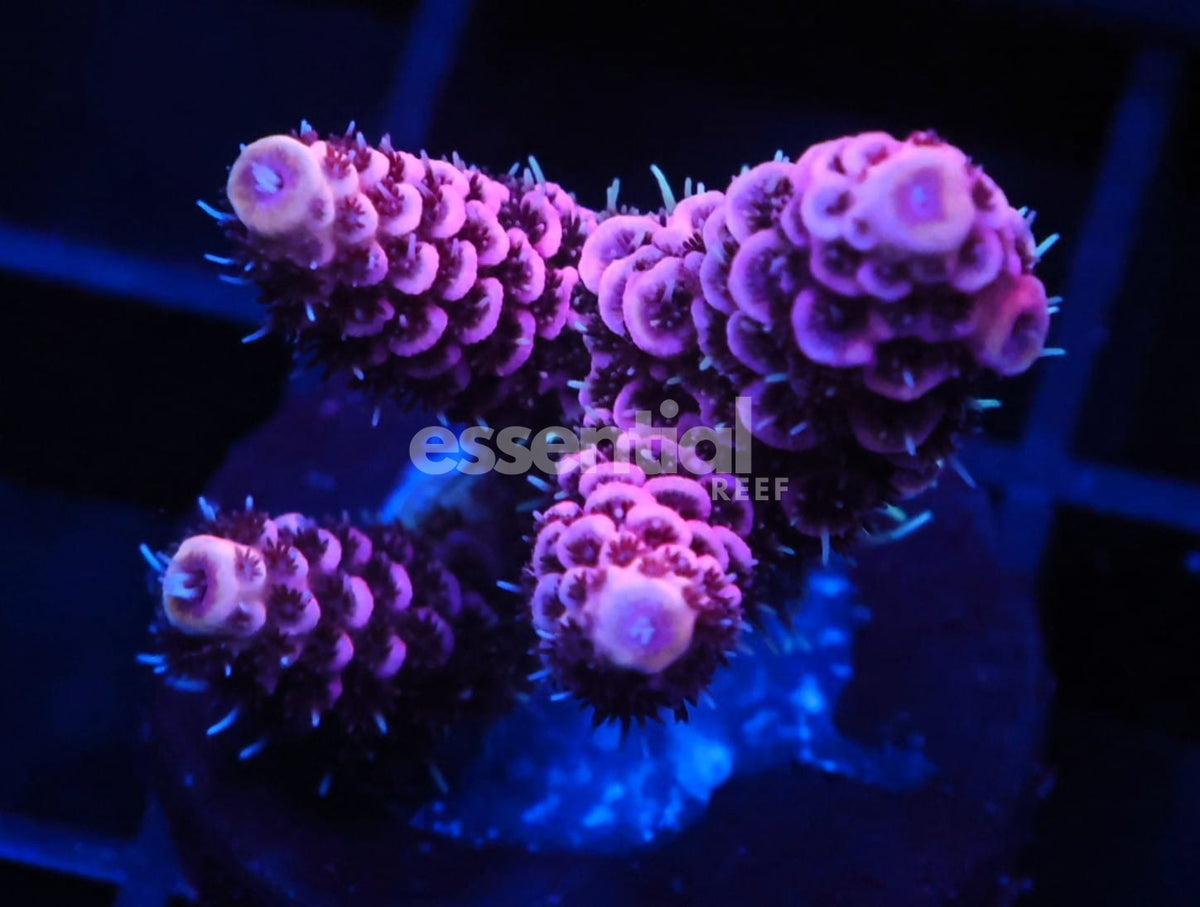 Watermarked - C166 - SDC Acropora Asst. Premium