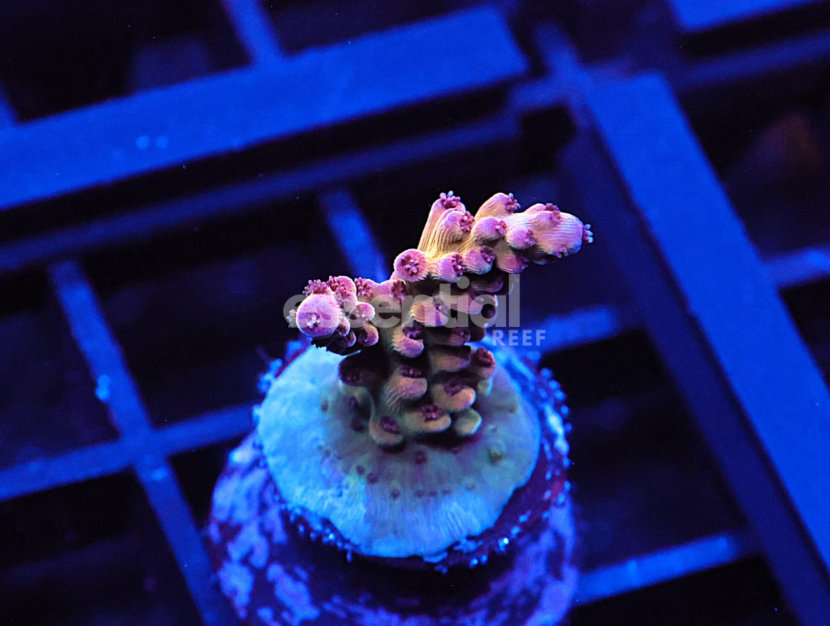 Watermarked - C167 - SDC Monkey Nutz Acro