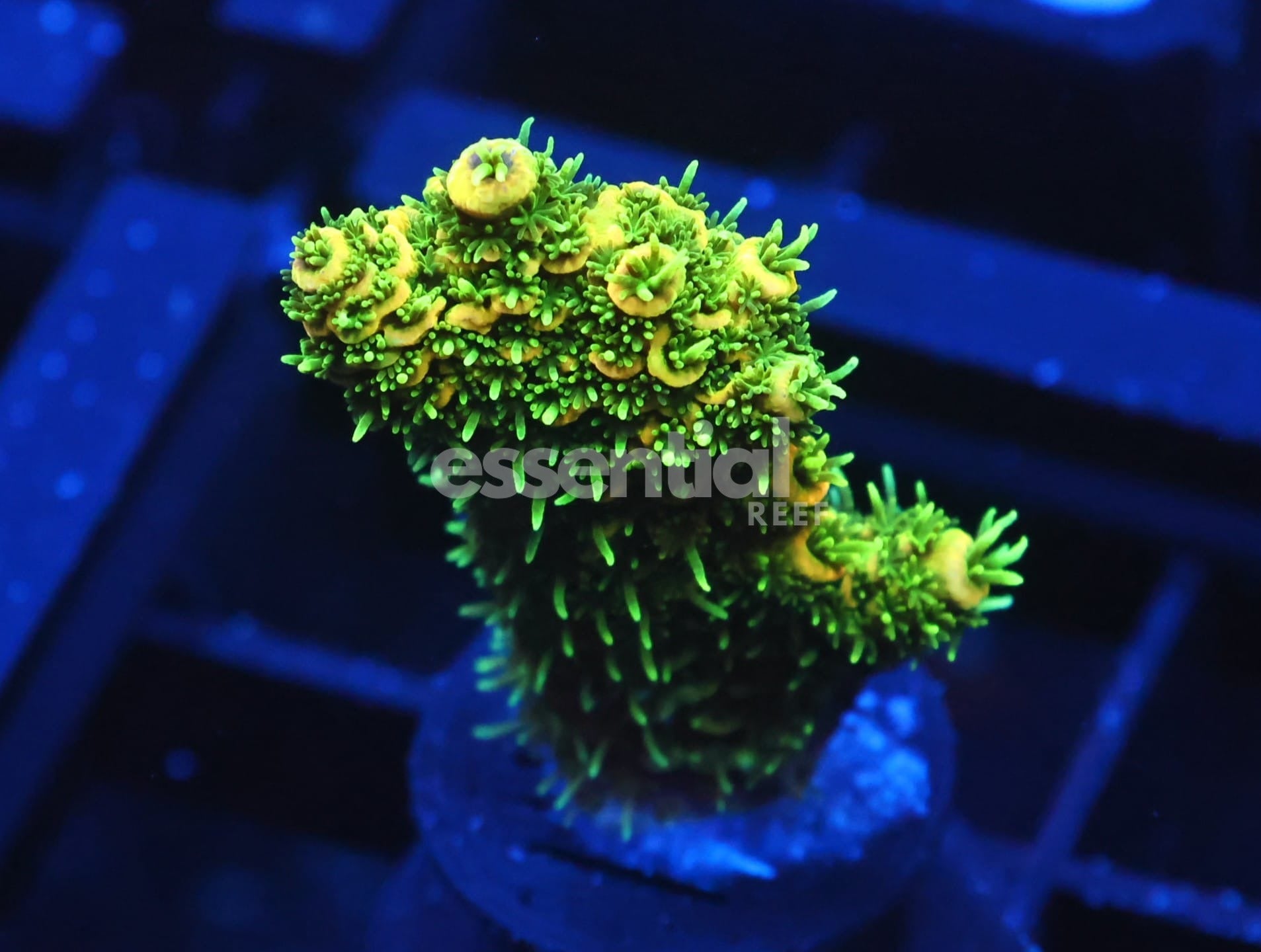 Watermarked - C168 - SDC Fuzzy Navel Acro LG Frag