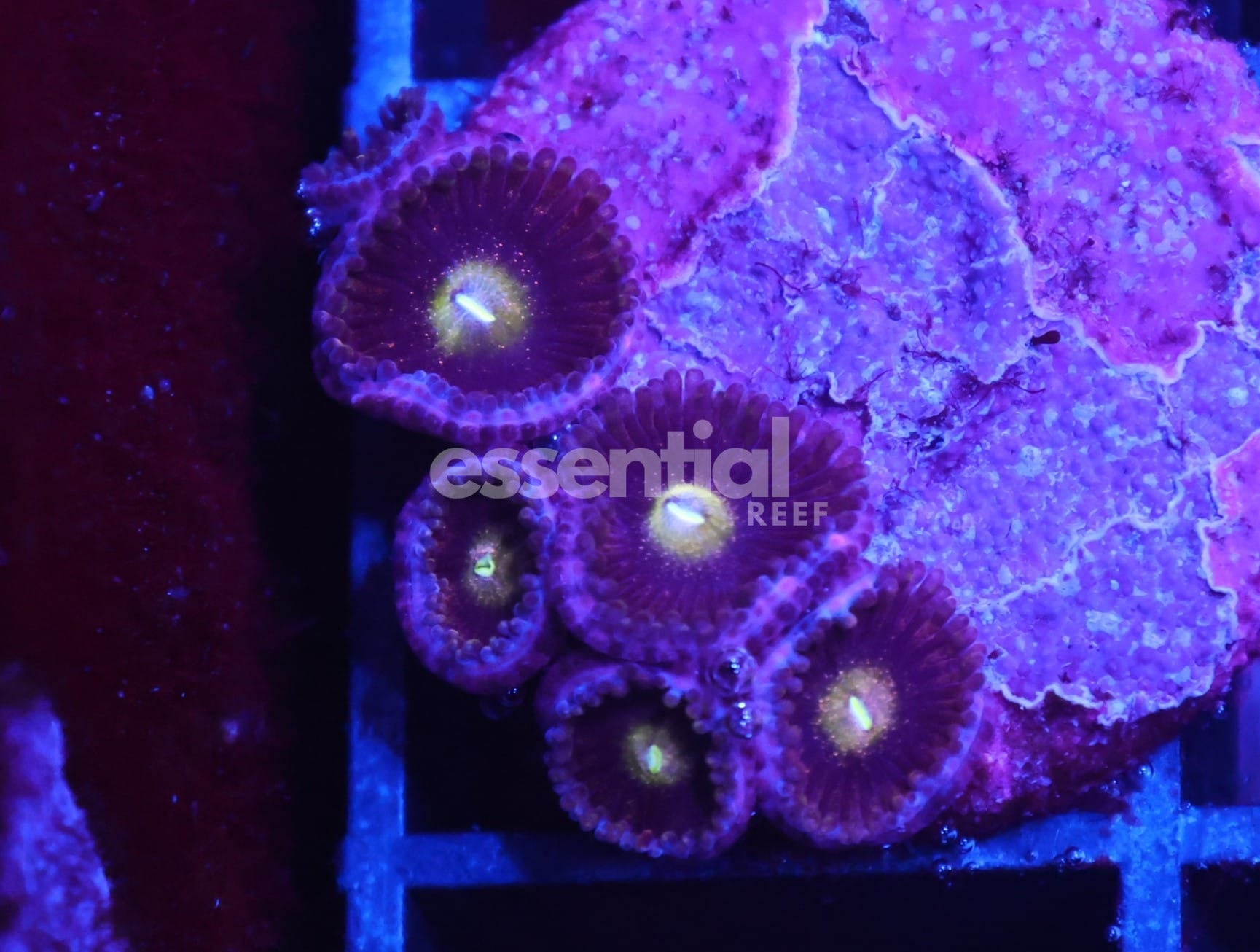 Watermarked - C170 - SDC Antimatter Zoa