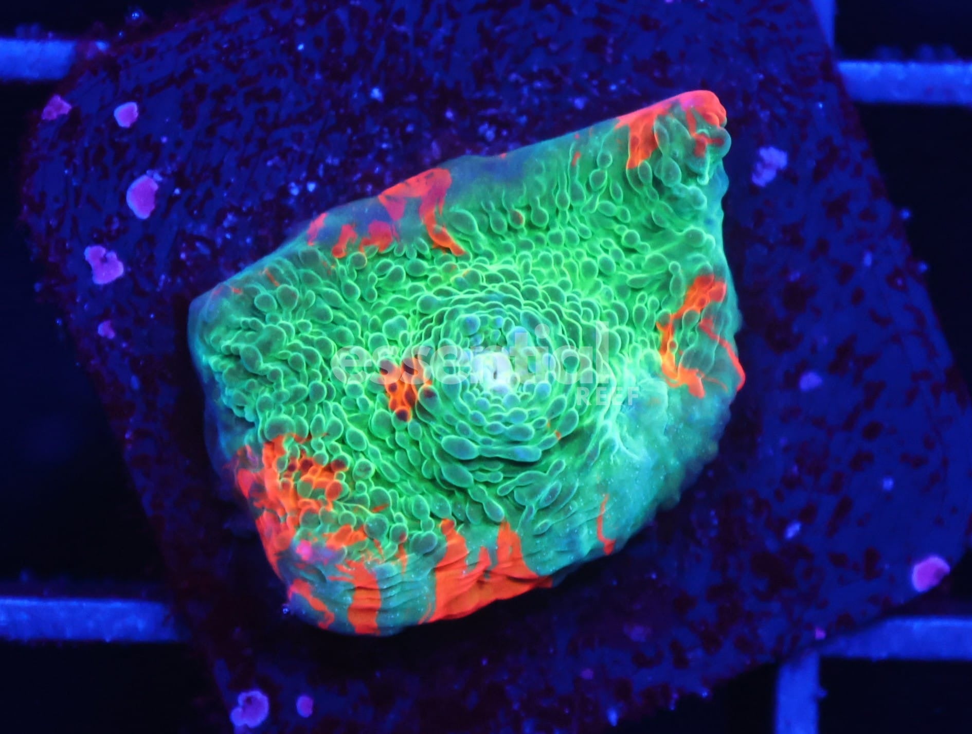 Watermarked - C172 - SDC Rainbow Jellybean Chalice