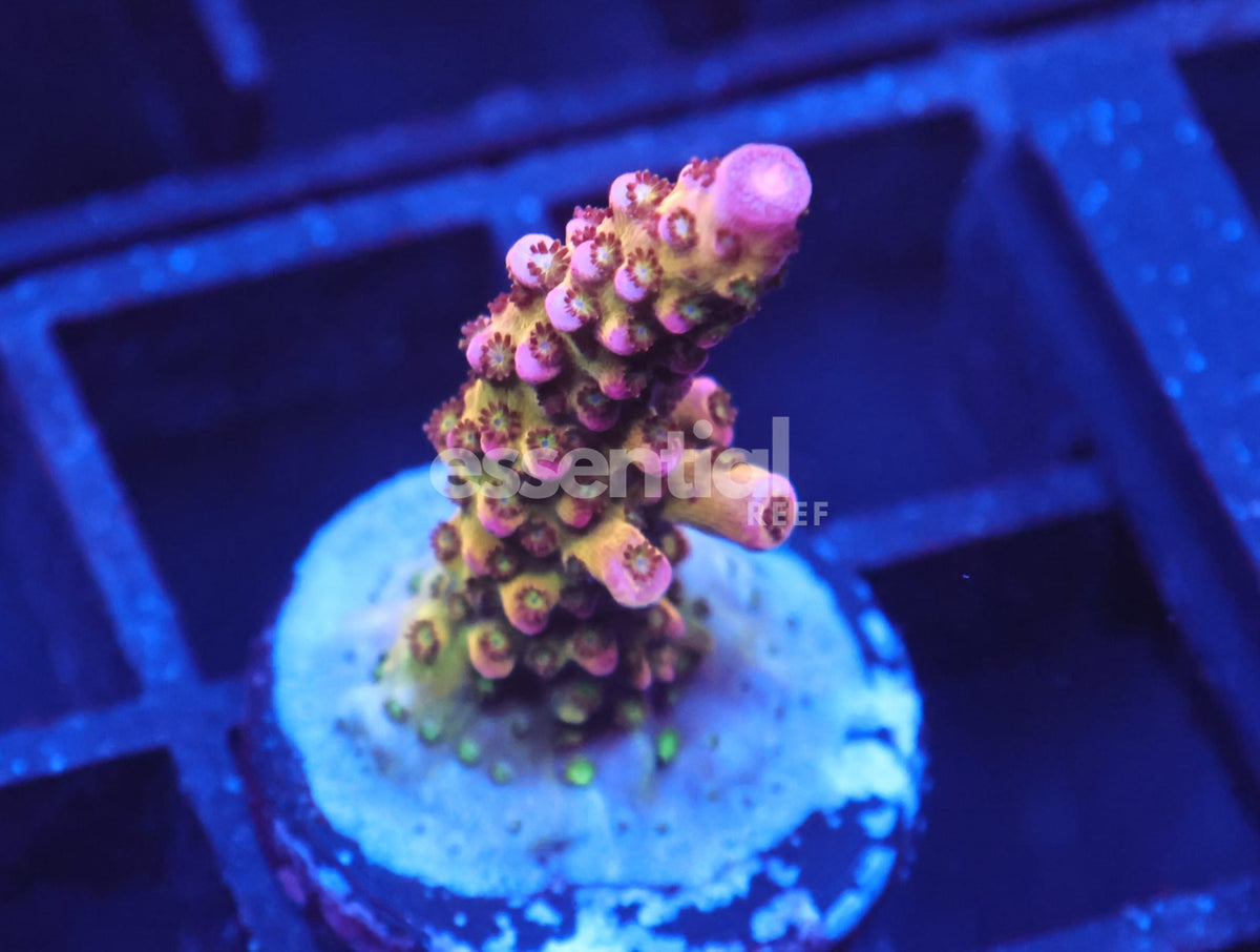 Watermarked - C173 - CB Maleficent Acro