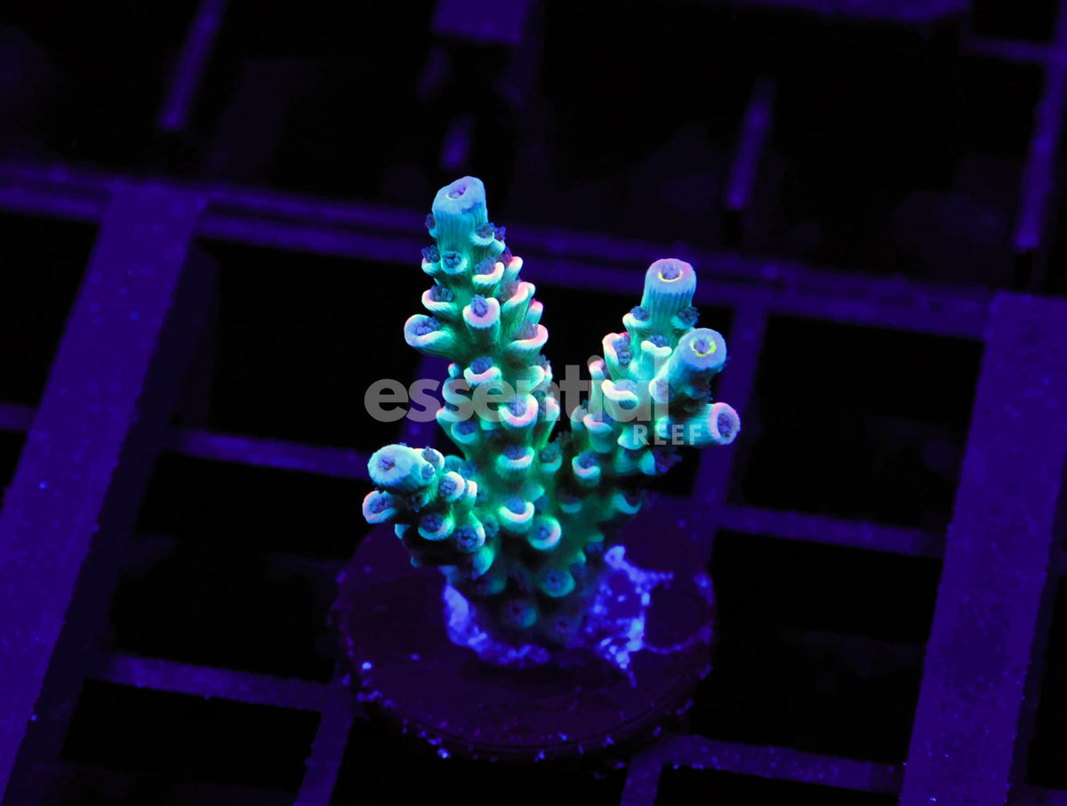 Watermarked - C177 - SDC Acropora Asst. Premium Tenuis