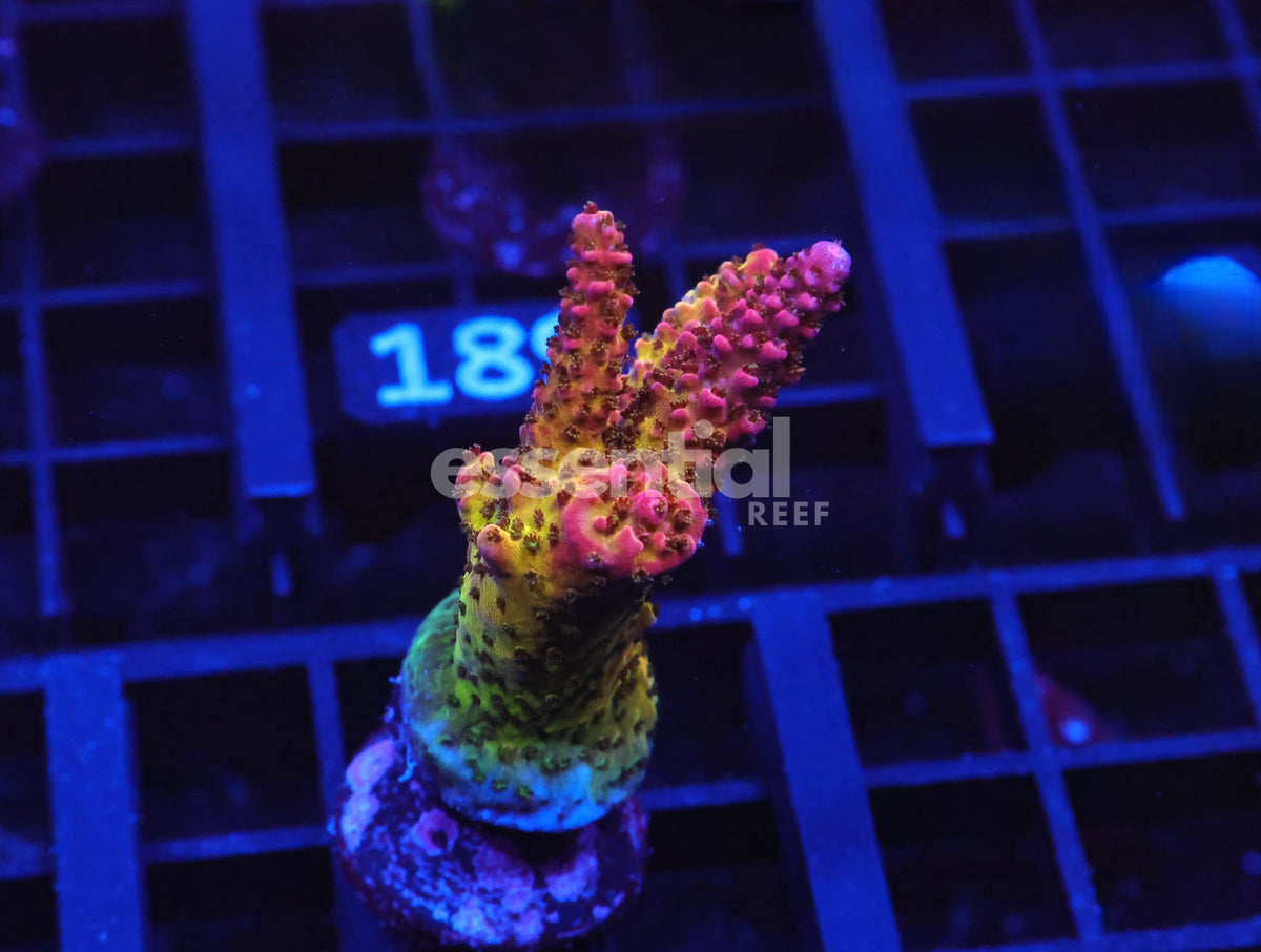 Watermarked - C179 - SDC Rainbow Rommels Acro XL
