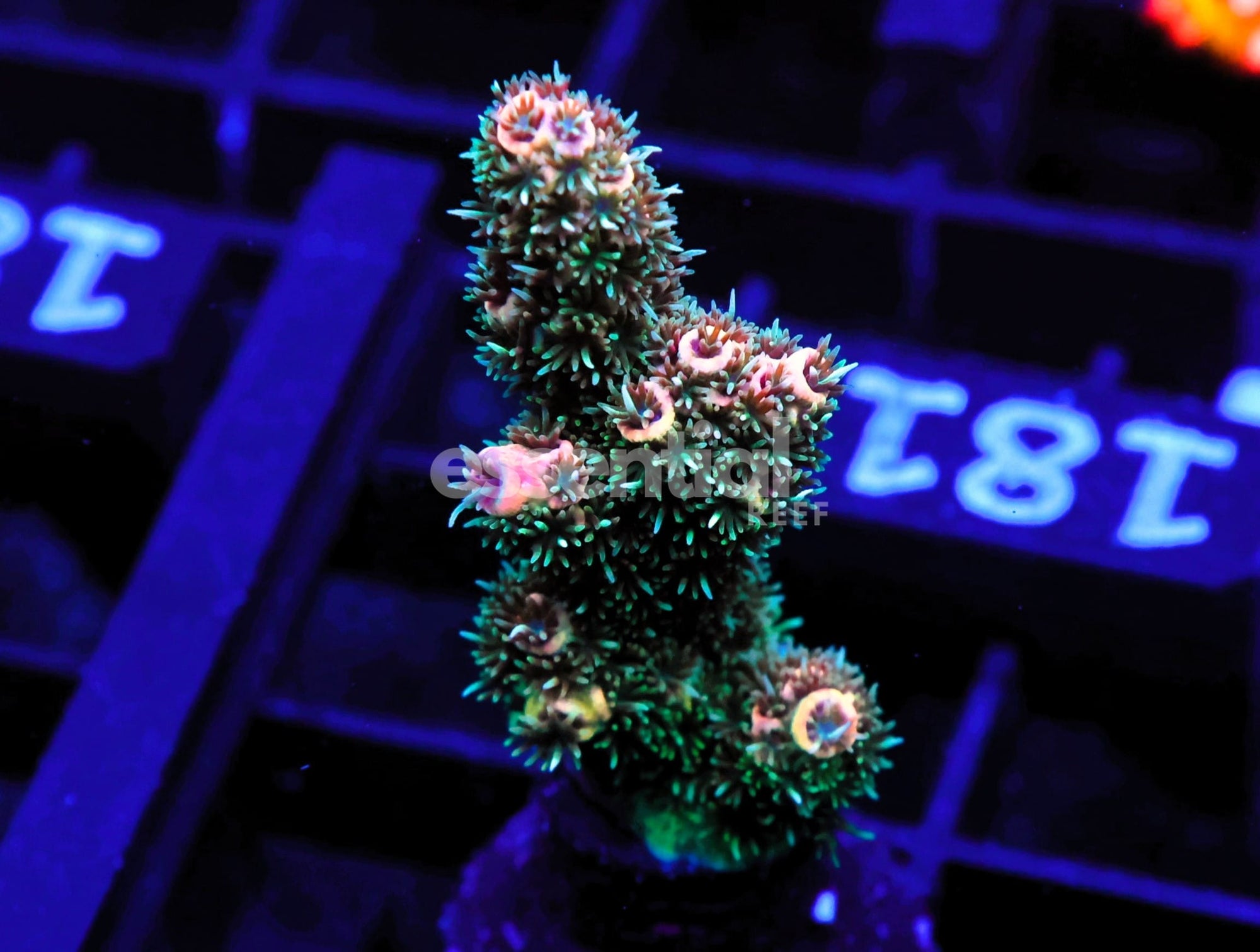 Watermarked - C181 - SDC Acropora Asst. Premium