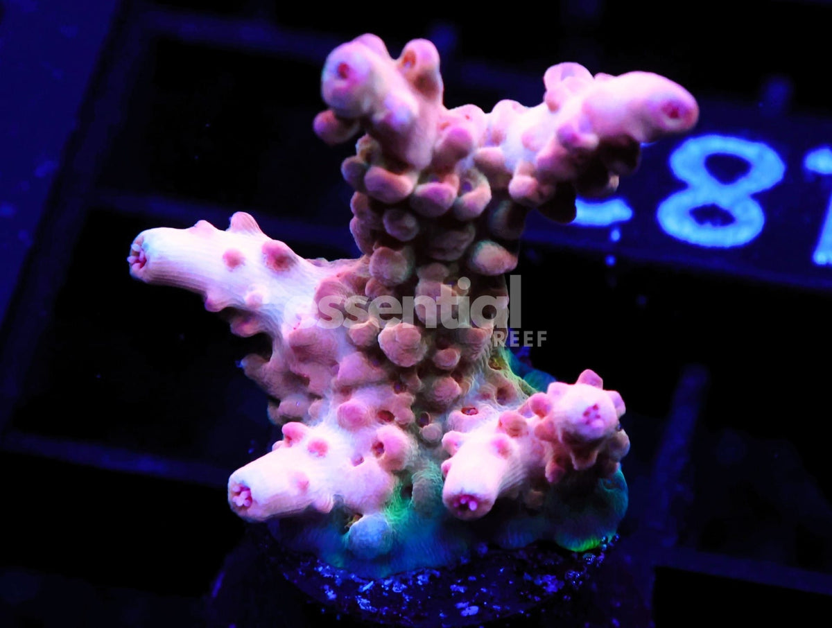 Watermarked - C182 - SDC Prom Night Acro XL Frag