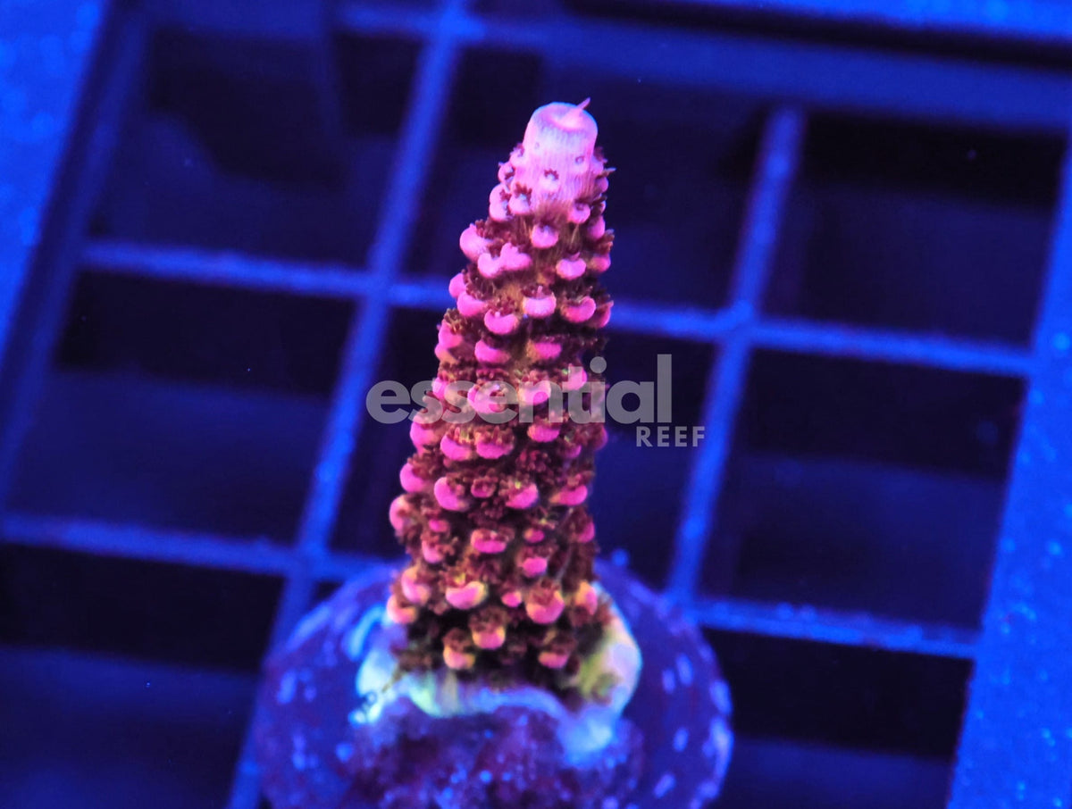 Watermarked - C183 - SDC Rainbow Rommels Acro