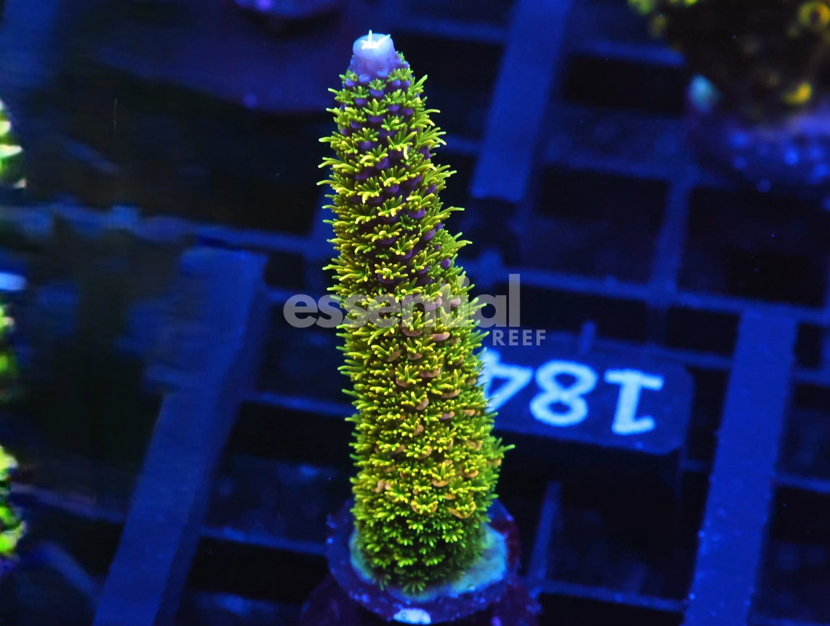 Watermarked - C184 - SDC Banana Slug Acro Stag