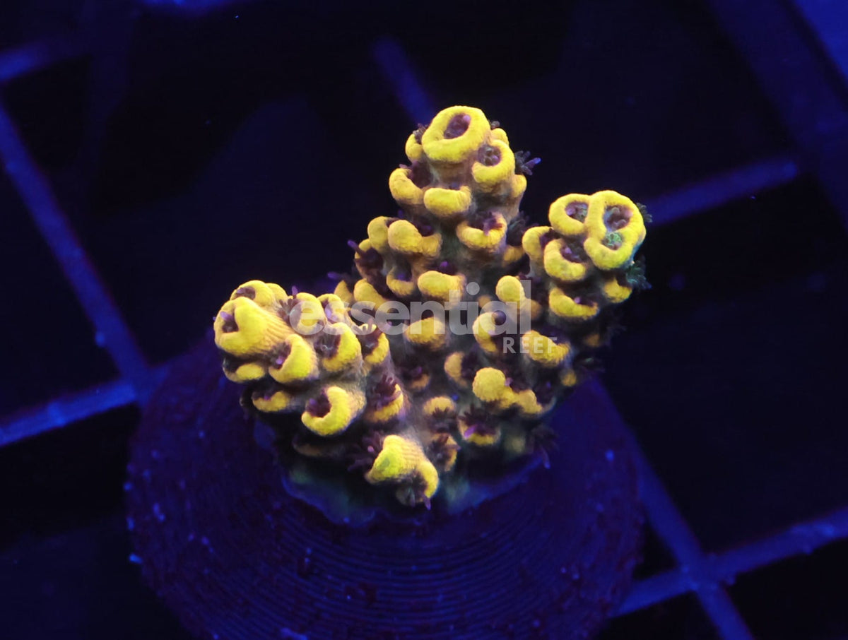Watermarked - C195 - SDC Kid Flash Acro