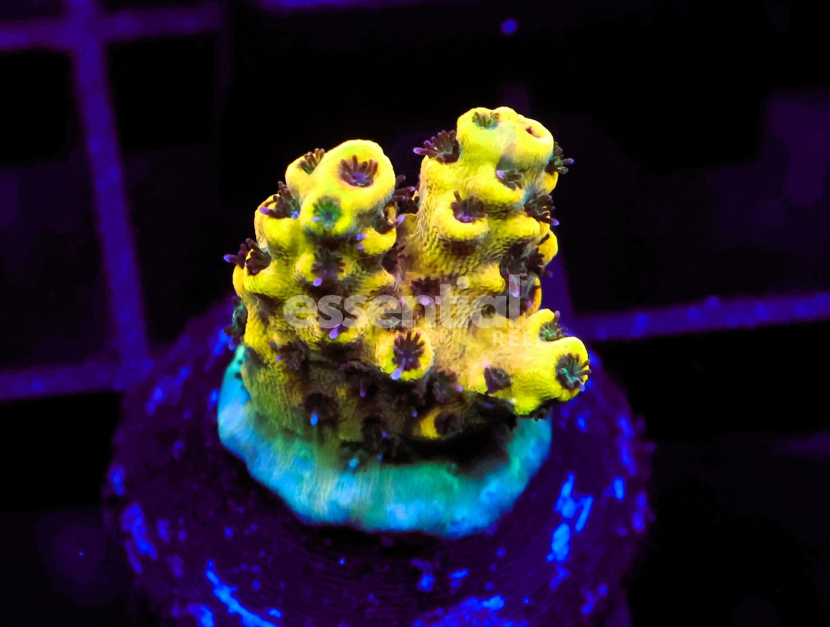 Watermarked - C198 - SDC Kid Flash Acro