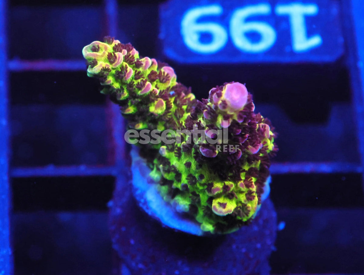 Watermarked - C199 - SDC Purple Planet Acro LG Frag