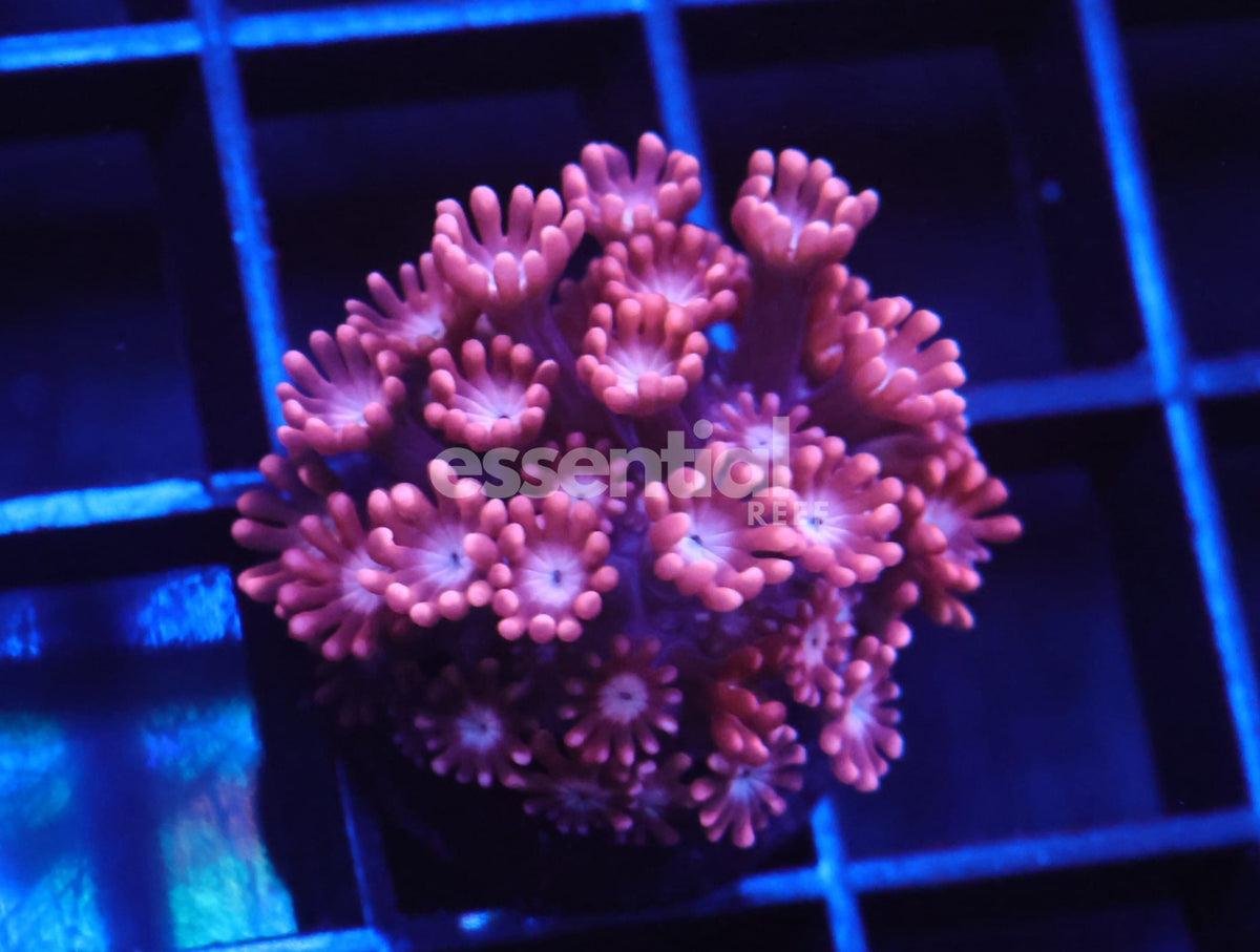 Watermarked - C20 - SDC Red Velvet Alveopora
