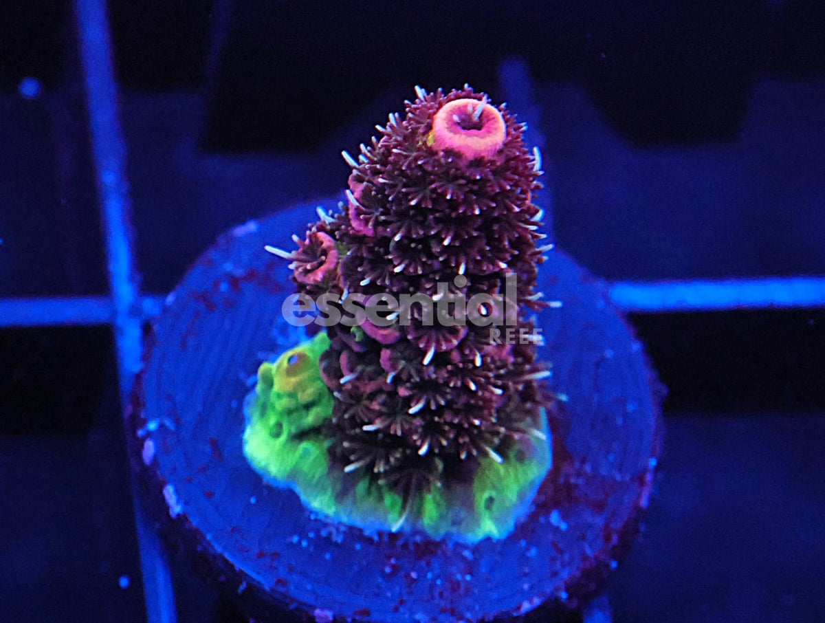 Watermarked - C204 - SDC Acropora Asst. Premium