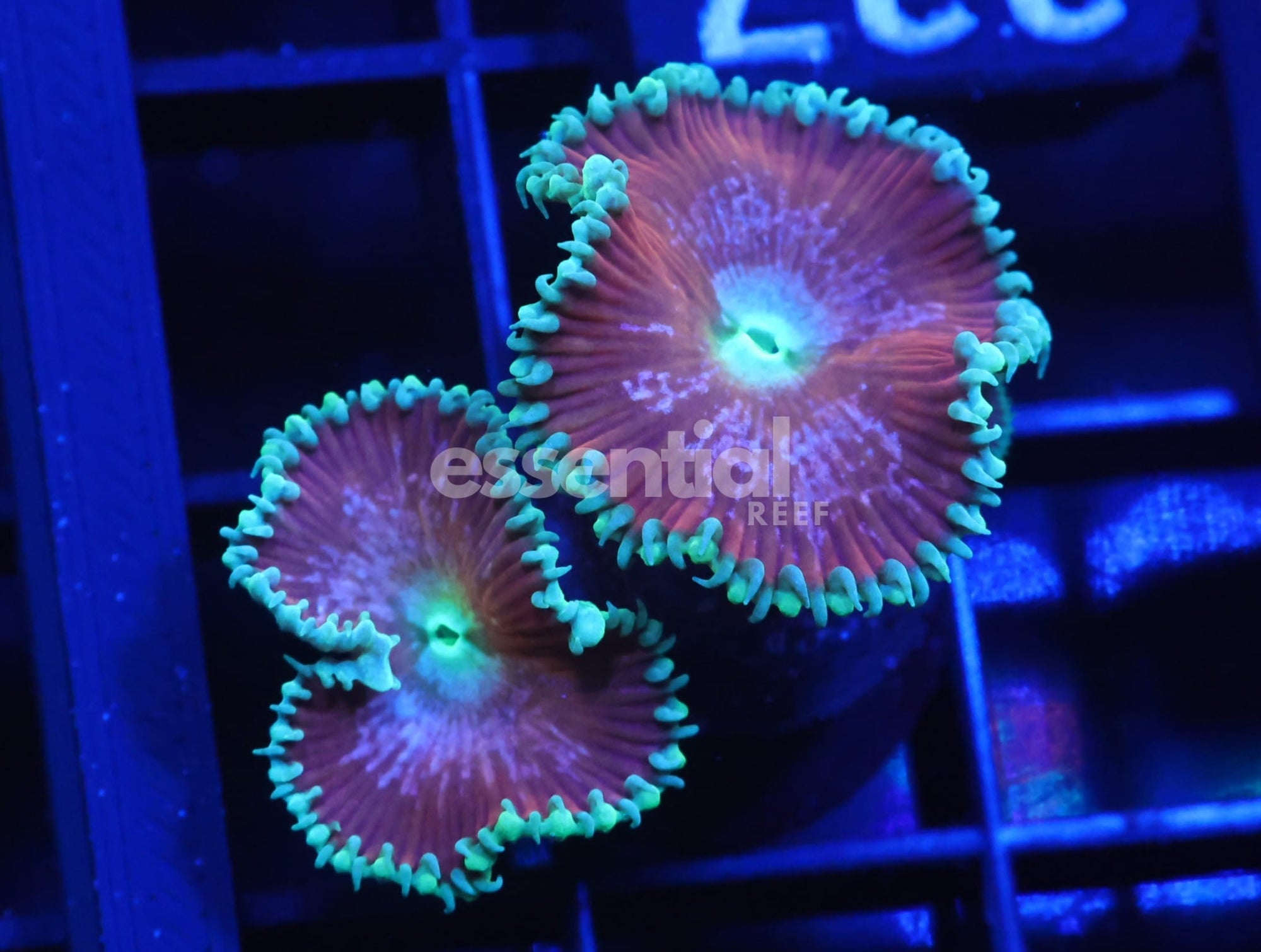 Watermarked - C227 - SDC Red Zeppelin Zoa/Paly
