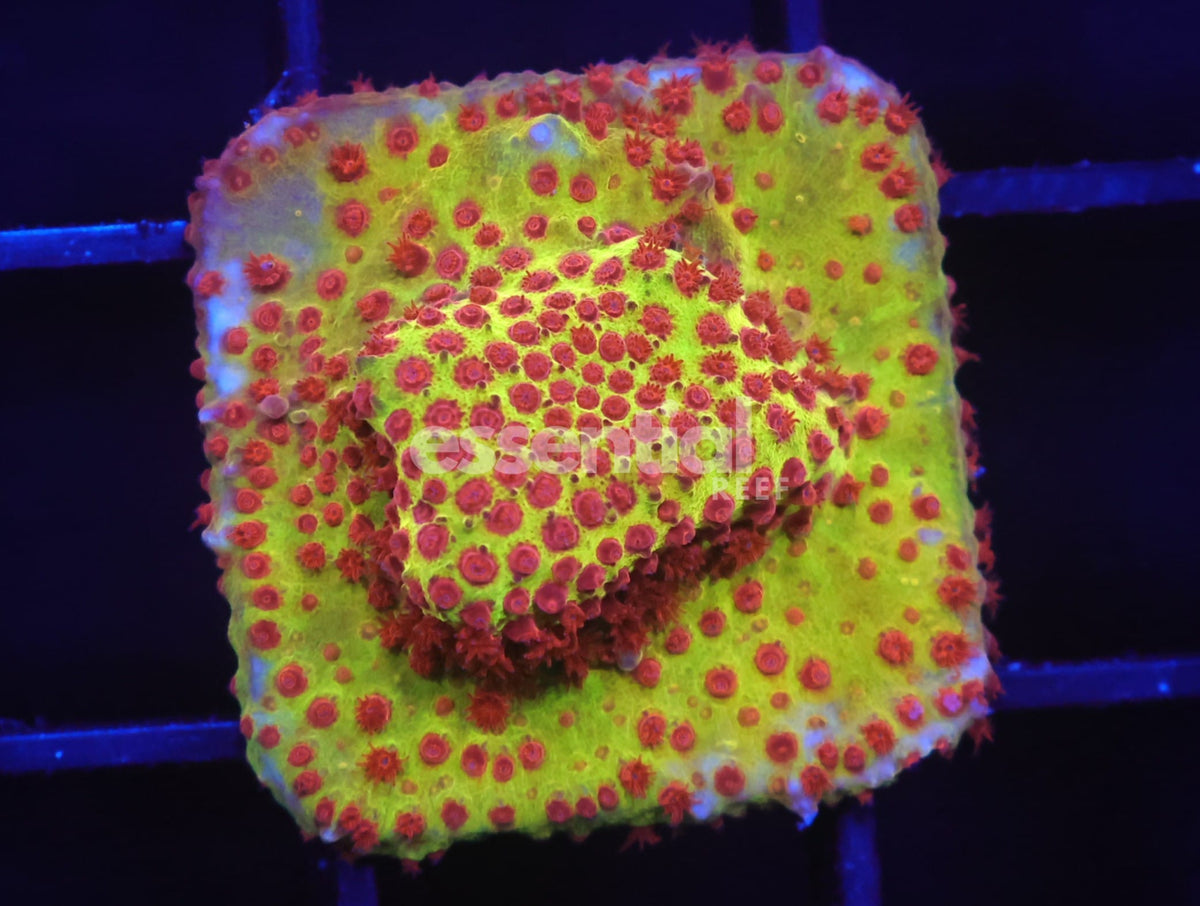 Watermarked - C233 - SDC Burning Banana Stylocoeniella