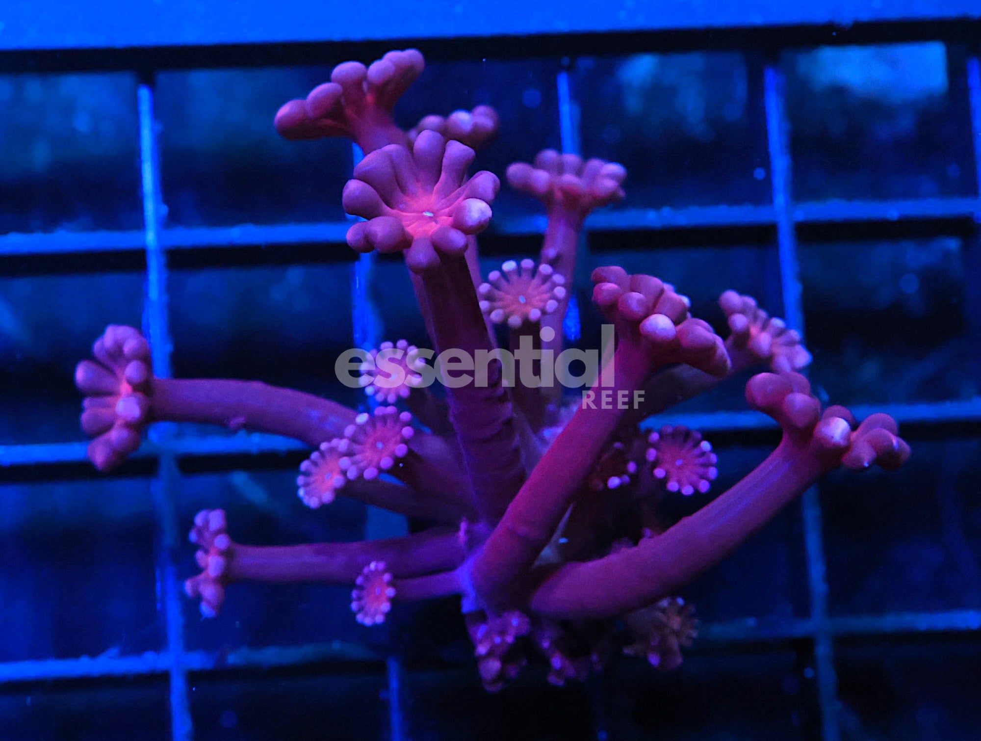 Watermarked - C260 - SDC Purple Kush Alveopora