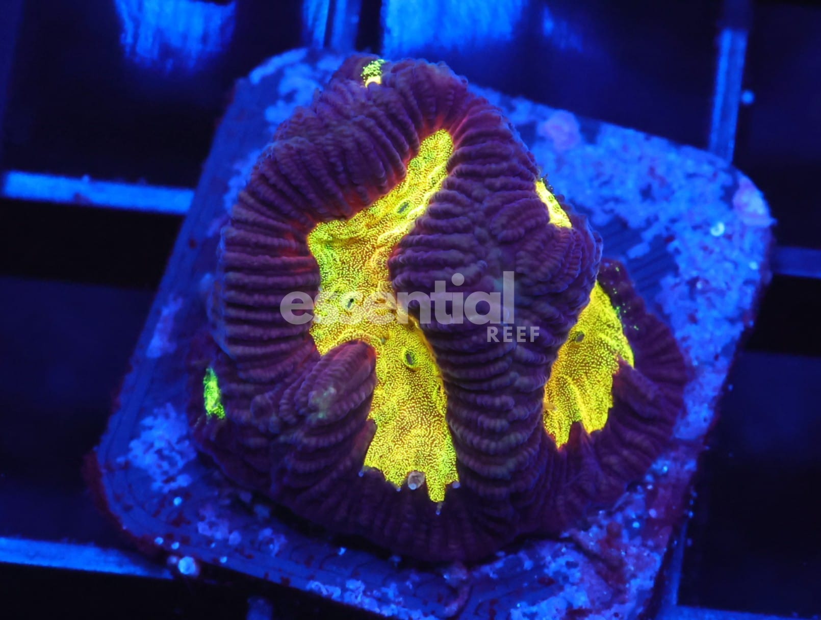 Watermarked - C28 - SDC Lightening Storm Platy