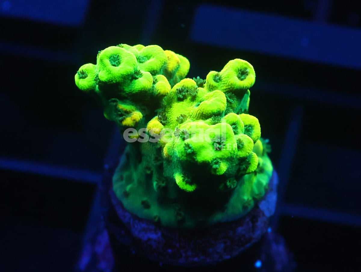 Watermarked - C283 - SDC Acropora Asst. Premium