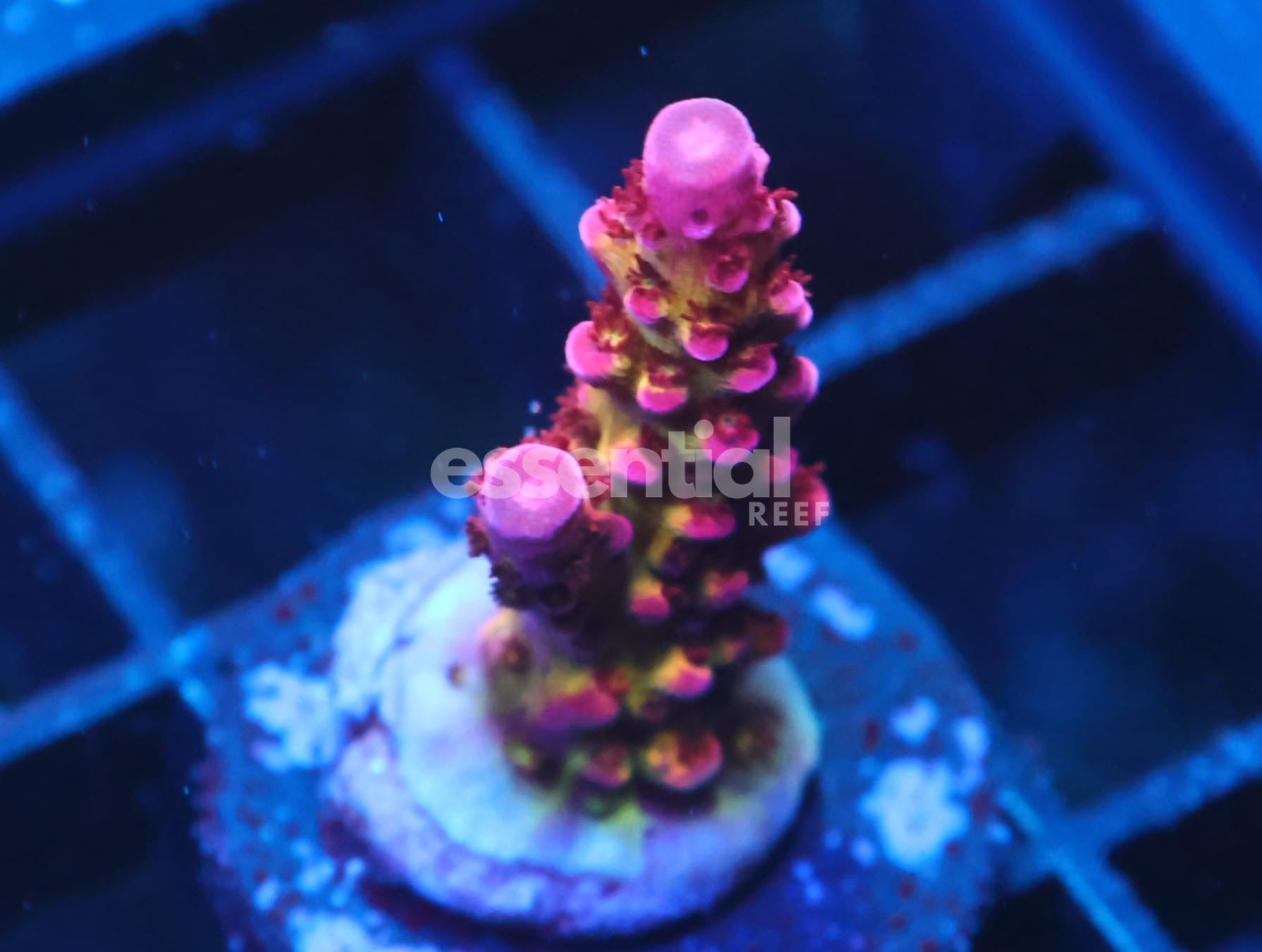 Watermarked - C289 - CB Maleficent Acro