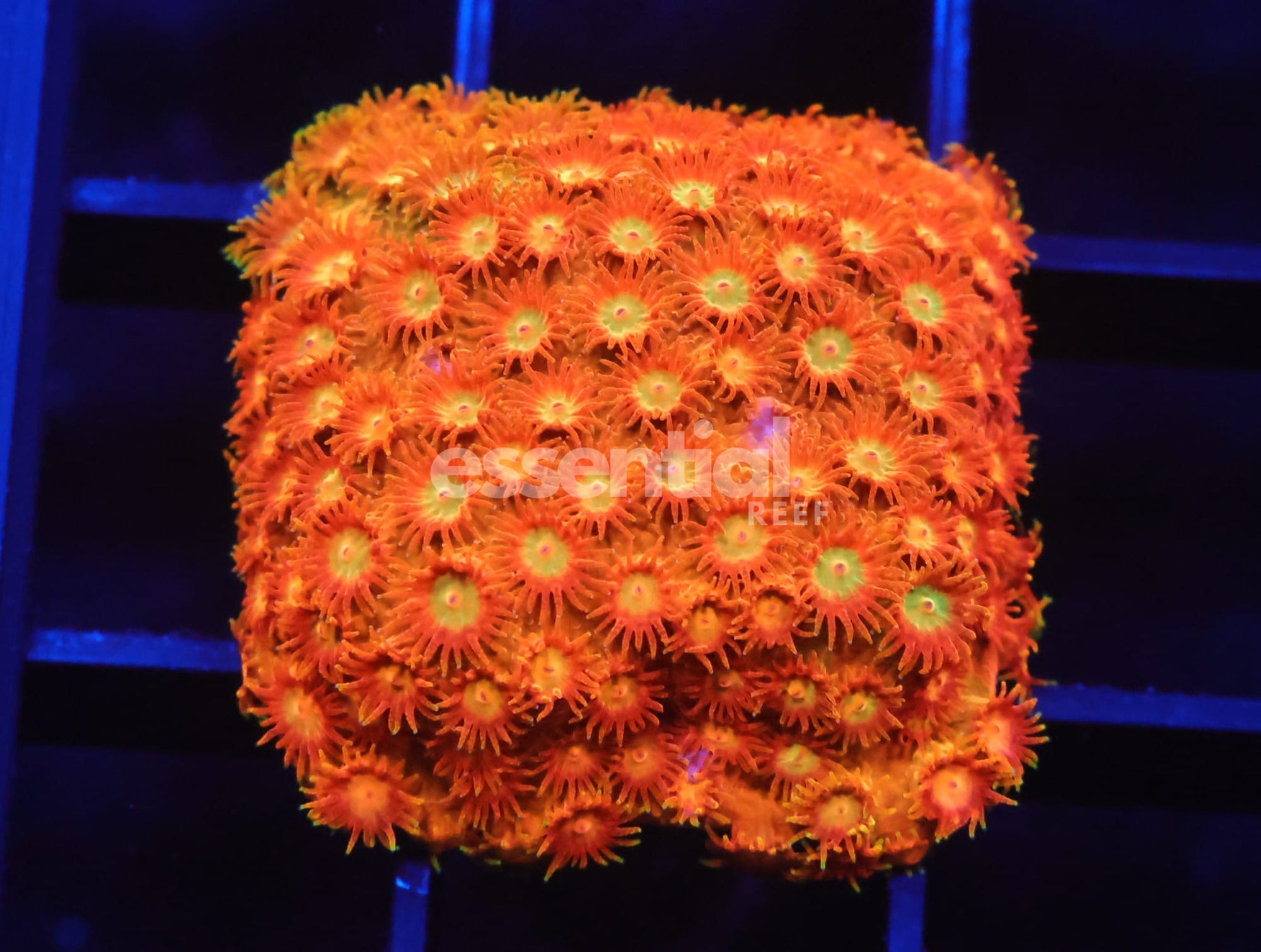 Watermarked - C29 - SDC Citrus Swirl Cyphastrea