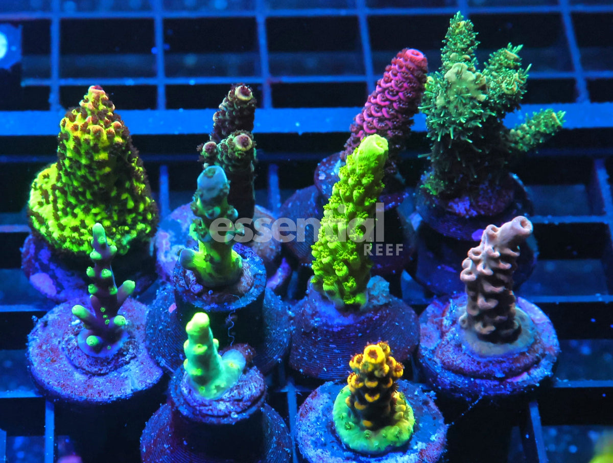 Watermarked - C290 - SDC Acropora Pack 10 pc