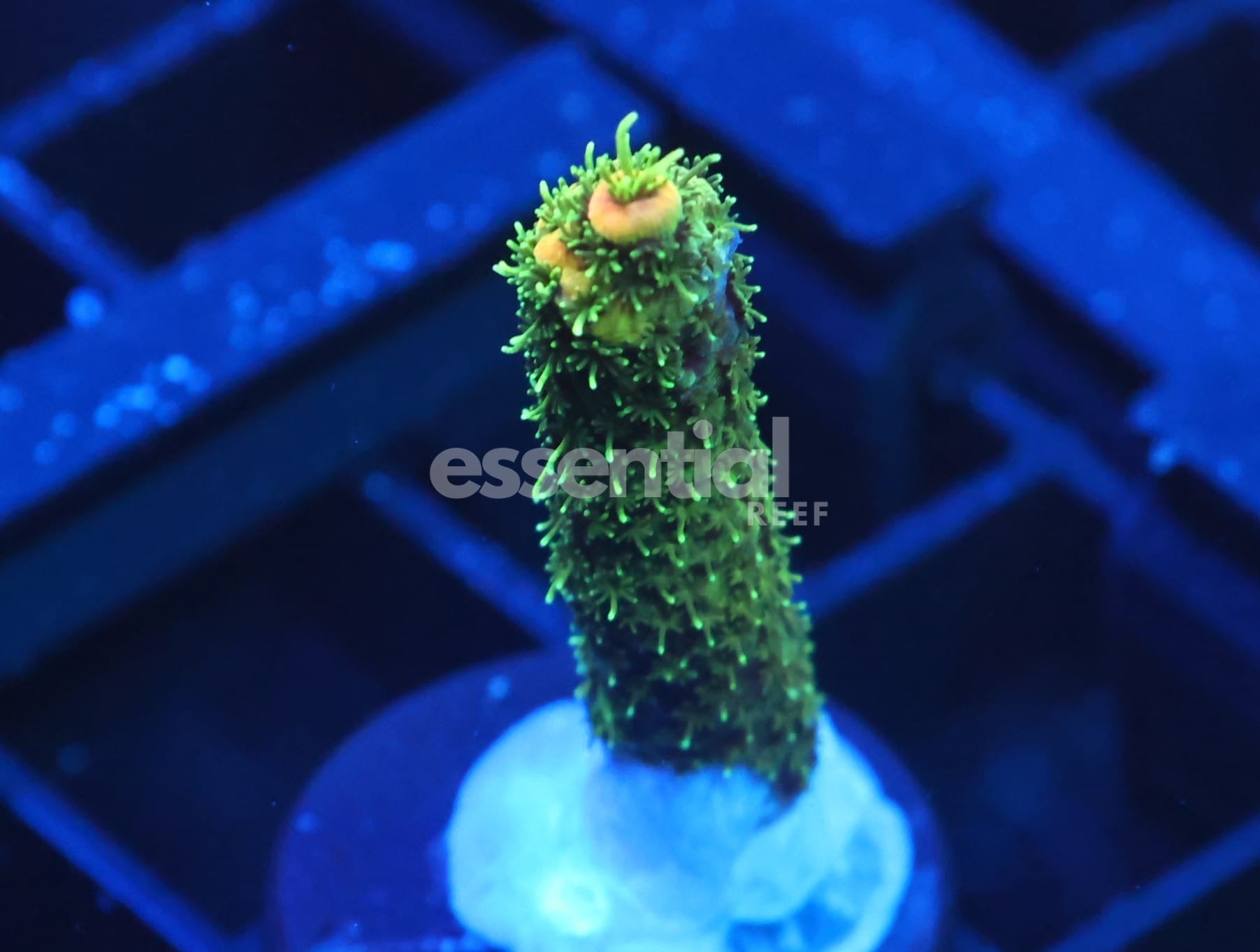 Watermarked - C293 - SDC Acropora Asst. Premium
