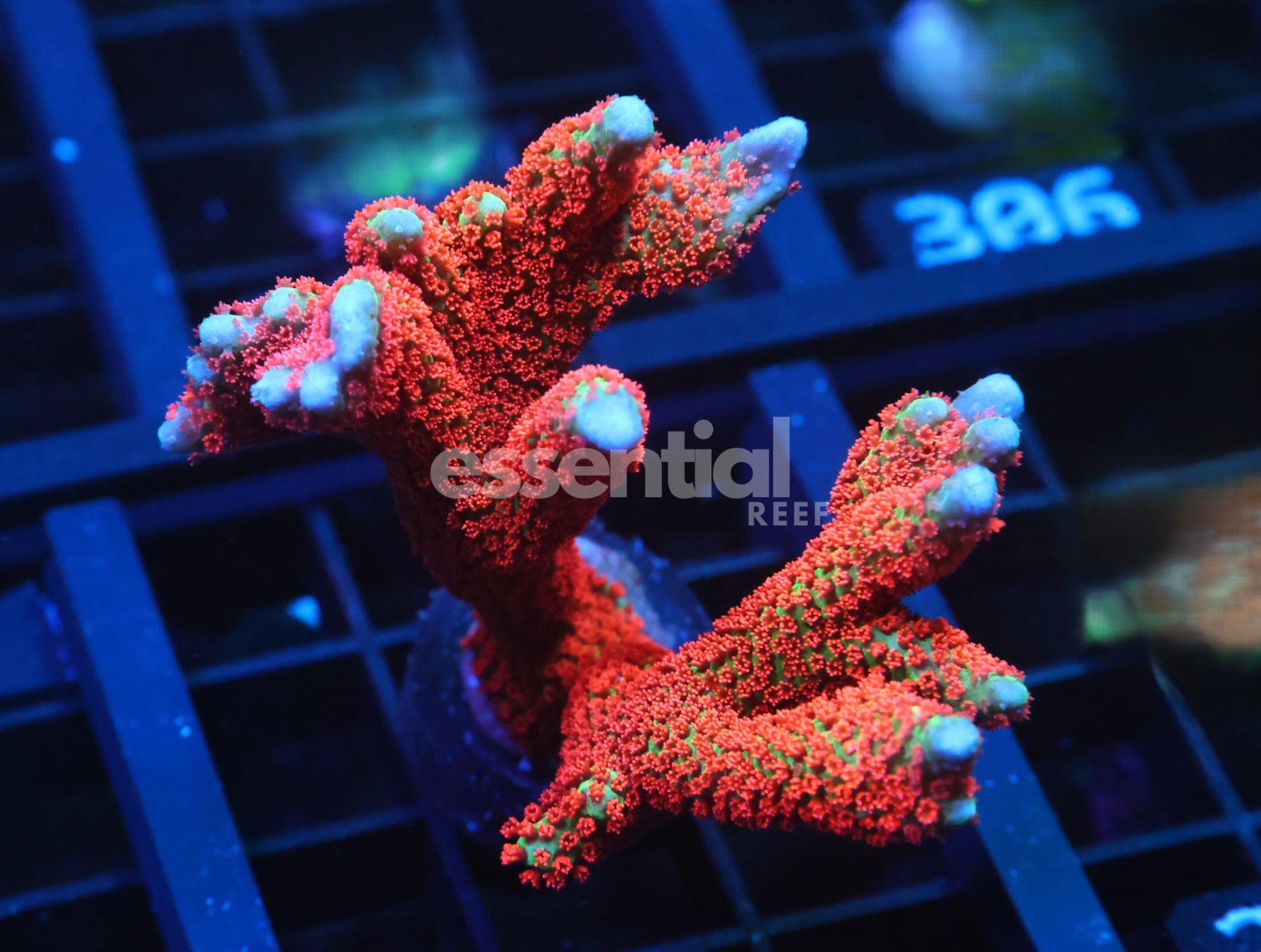 Watermarked - C295 - SDC Forest Fire Montipora Digi