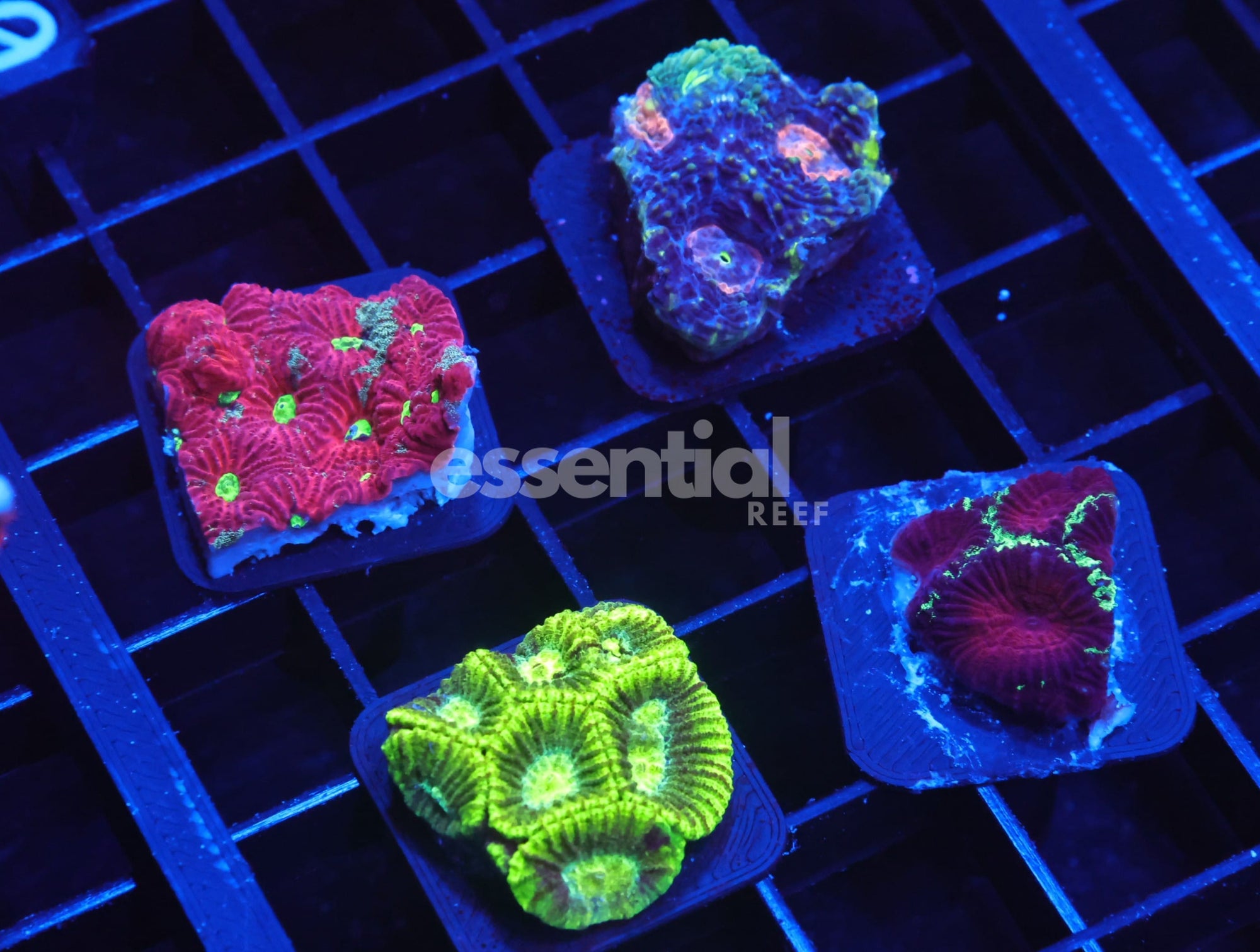 Watermarked - C30 - SDC Brain Pack 4 pc