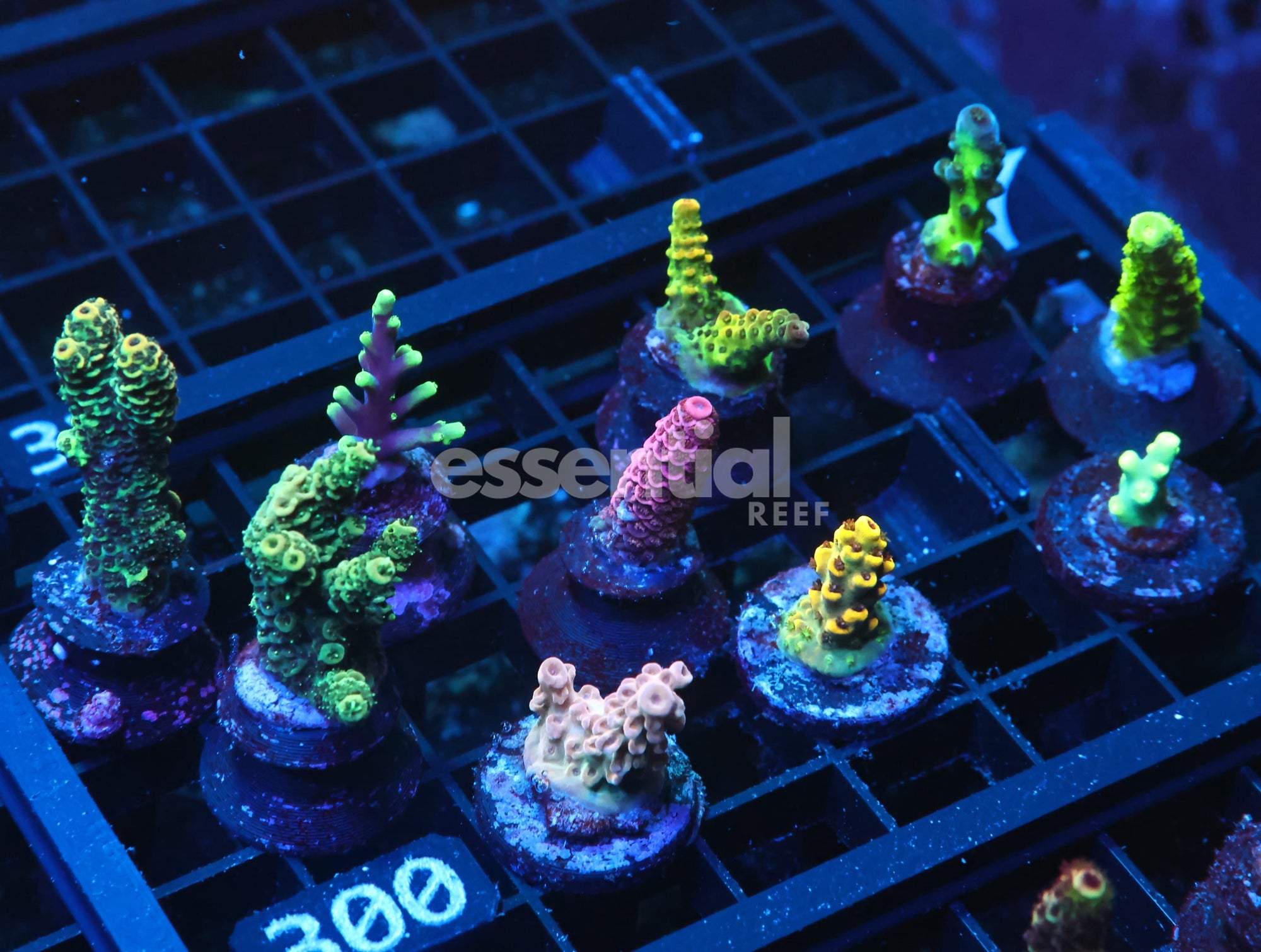 Watermarked - C300 - SDC Acropora Pack 10 pc