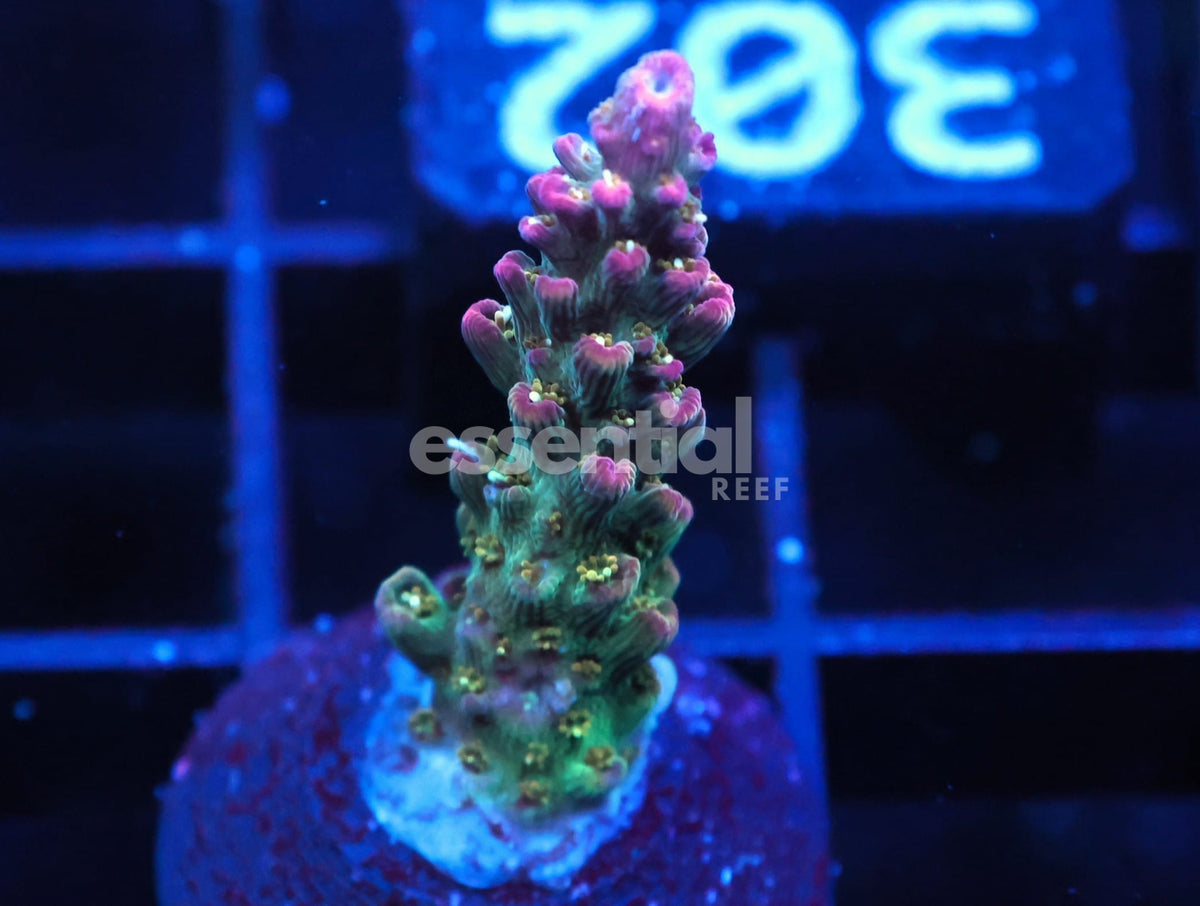 Watermarked - C302 - TSA Grape Ape Acro