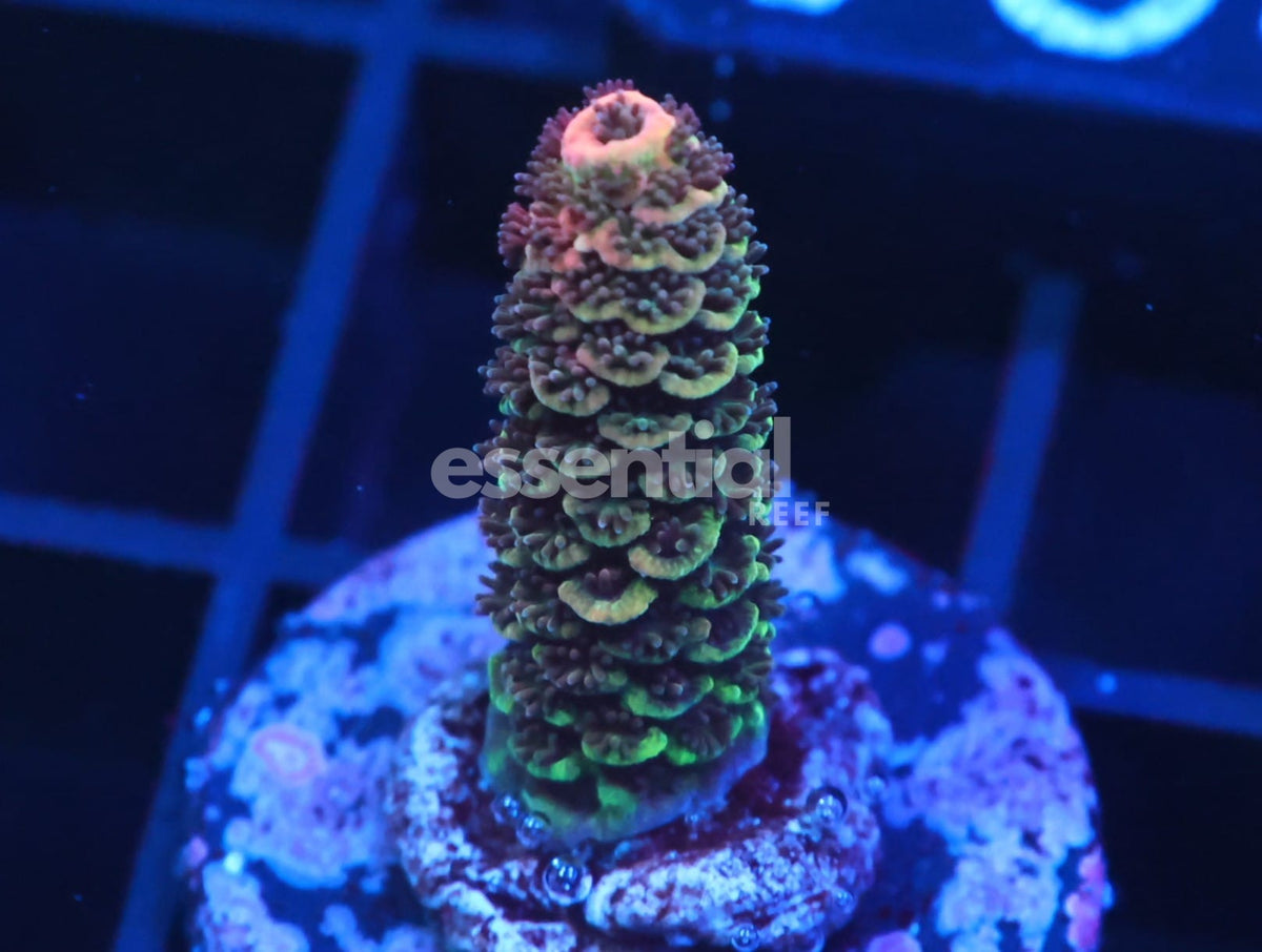 Watermarked - C304 - SDC Acropora Asst. Premium
