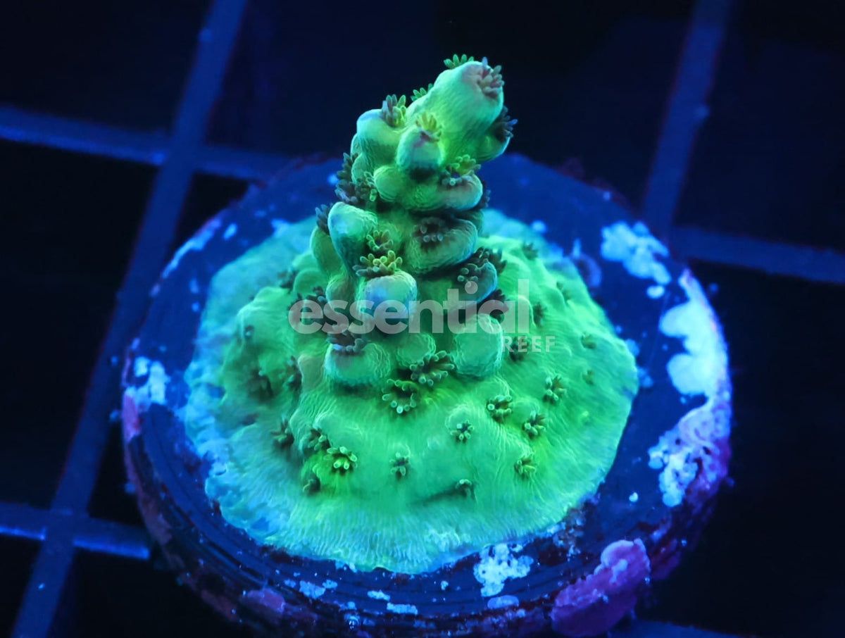 Watermarked - C305 - SDC Acropora Asst. Premium