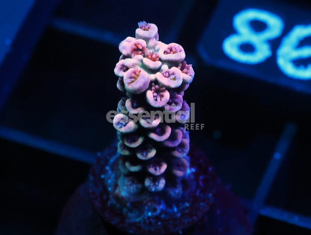Watermarked - C308 - SDC Cotton Candy Acro