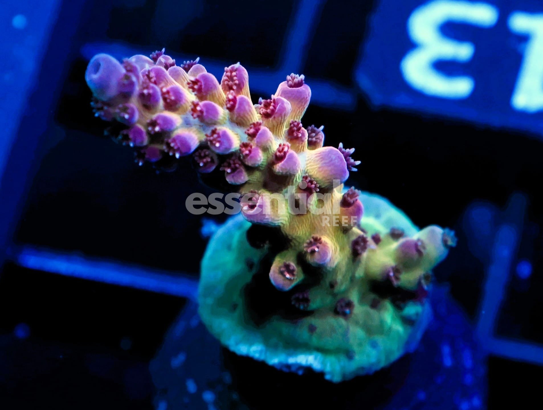 Watermarked - C313 - SDC Monkey Nutz Acro