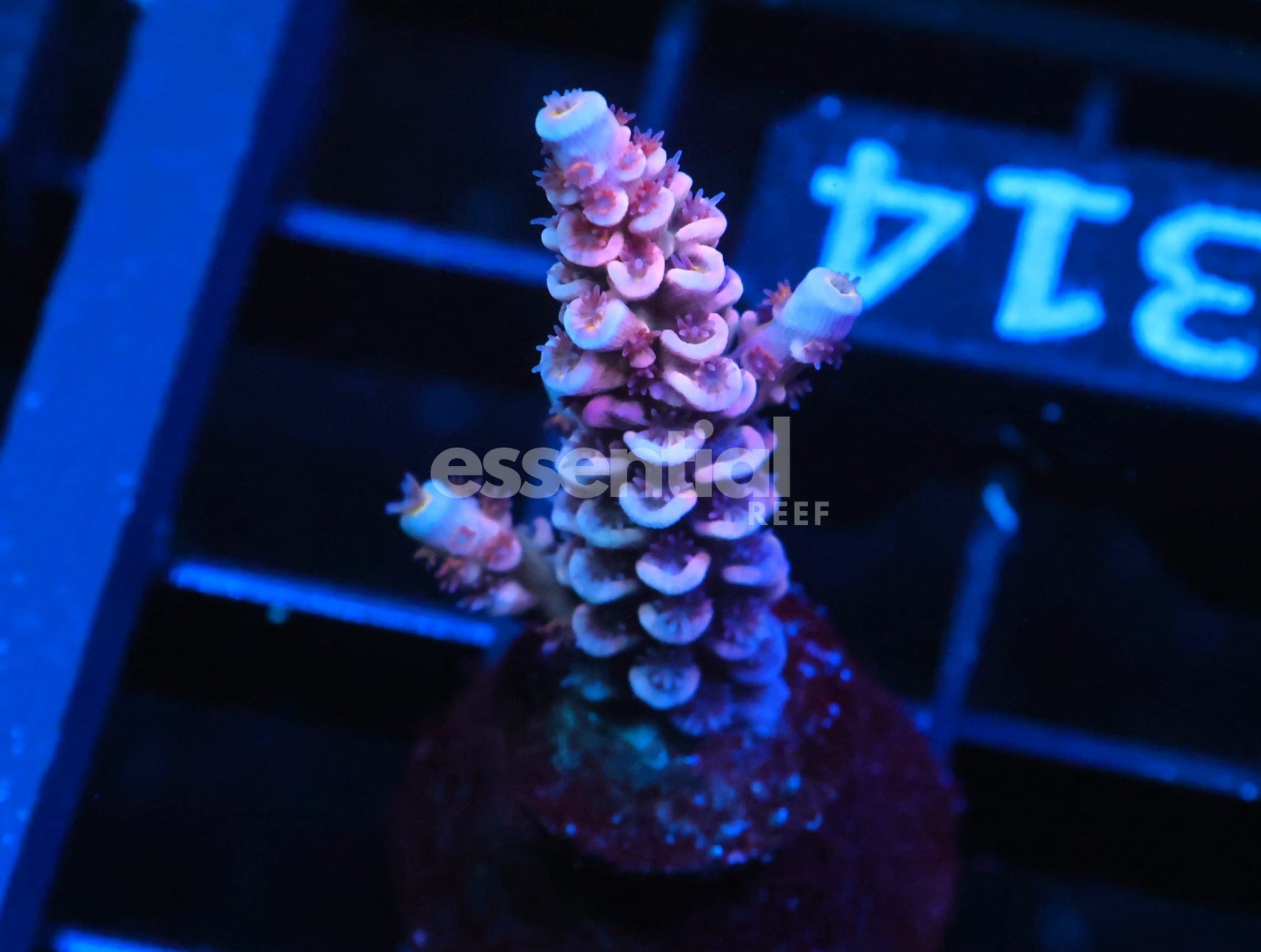 Watermarked - C314 - SDC Acropora Asst. Premium