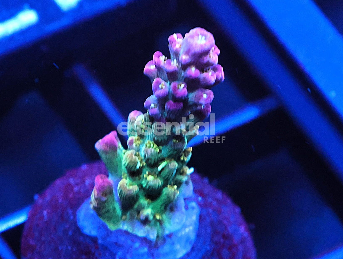 Watermarked - C317 - TSA Grape Ape Acro