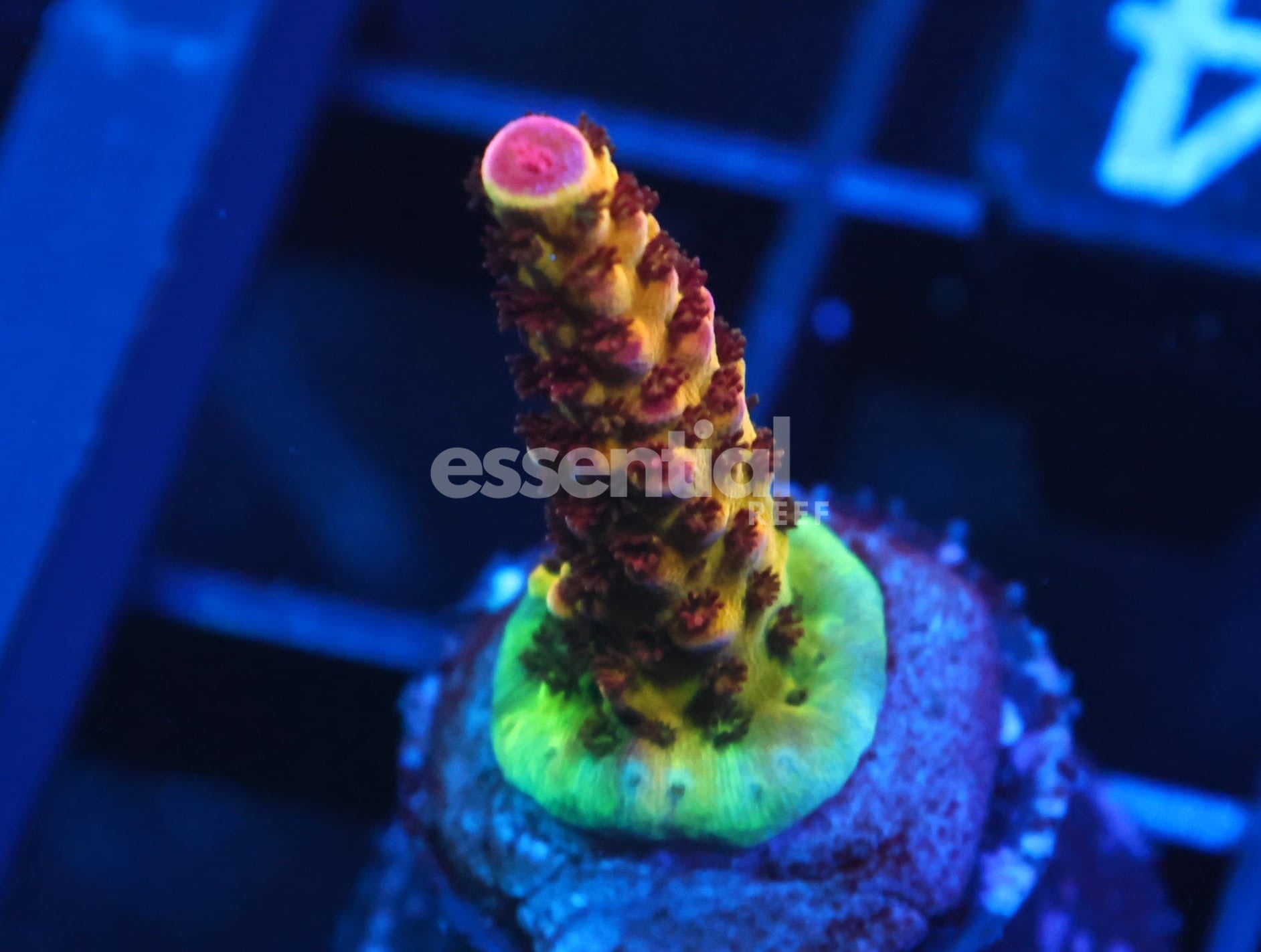 Watermarked - C324 - SDC Rainbow Rommels Acro