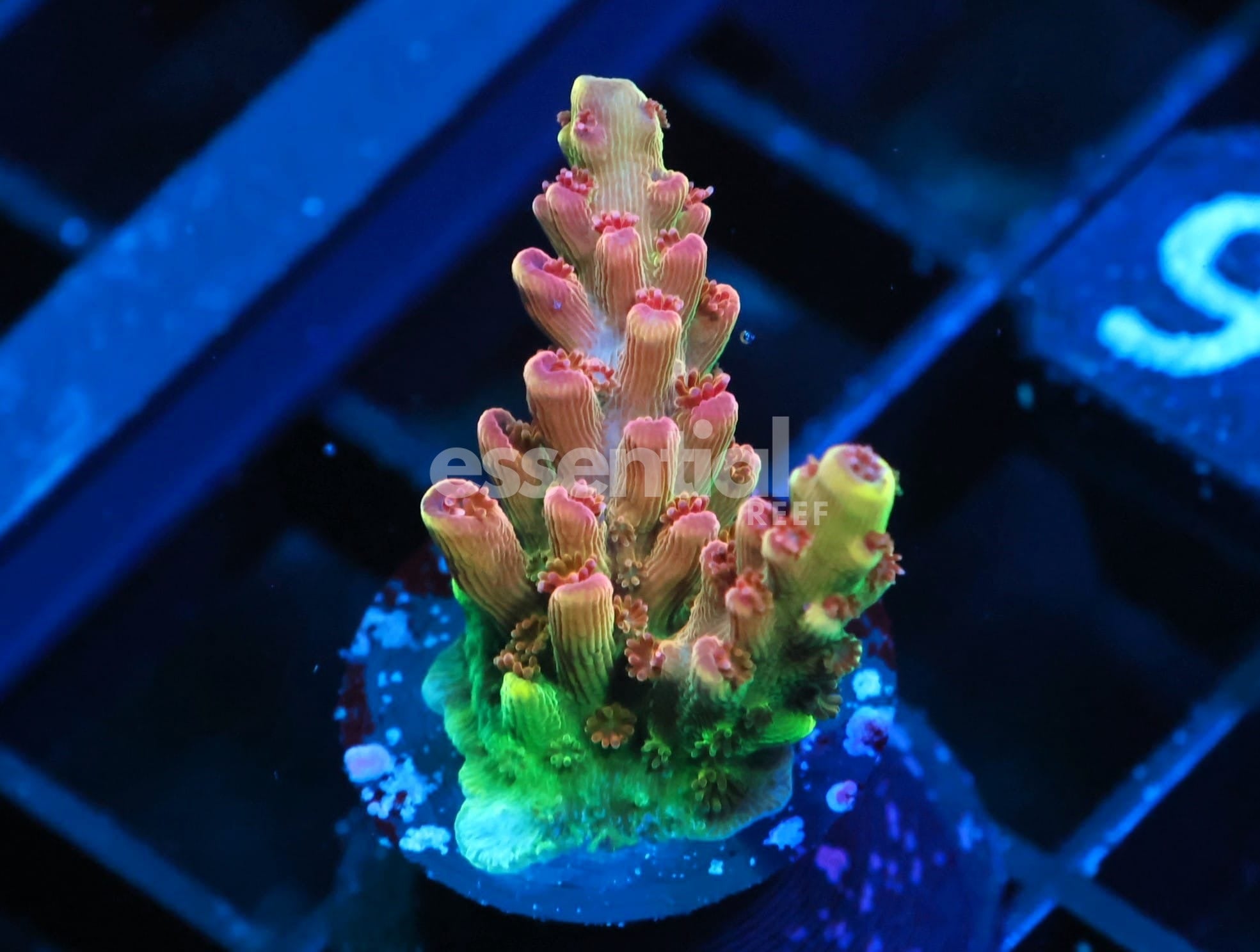 Watermarked - C326 - SDC Rose Gold Acro