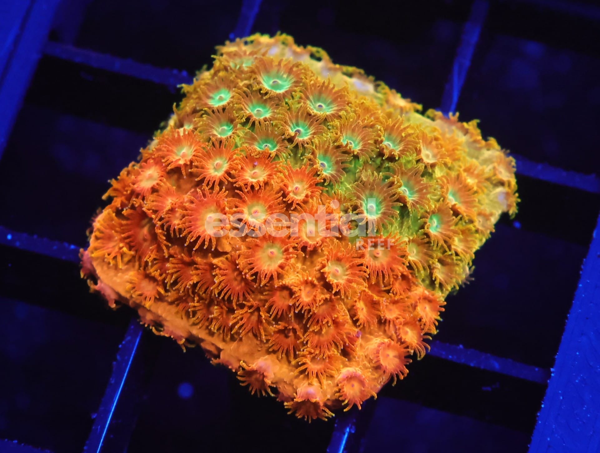 Watermarked - C33 - SDC Citrus Swirl Cyphastrea