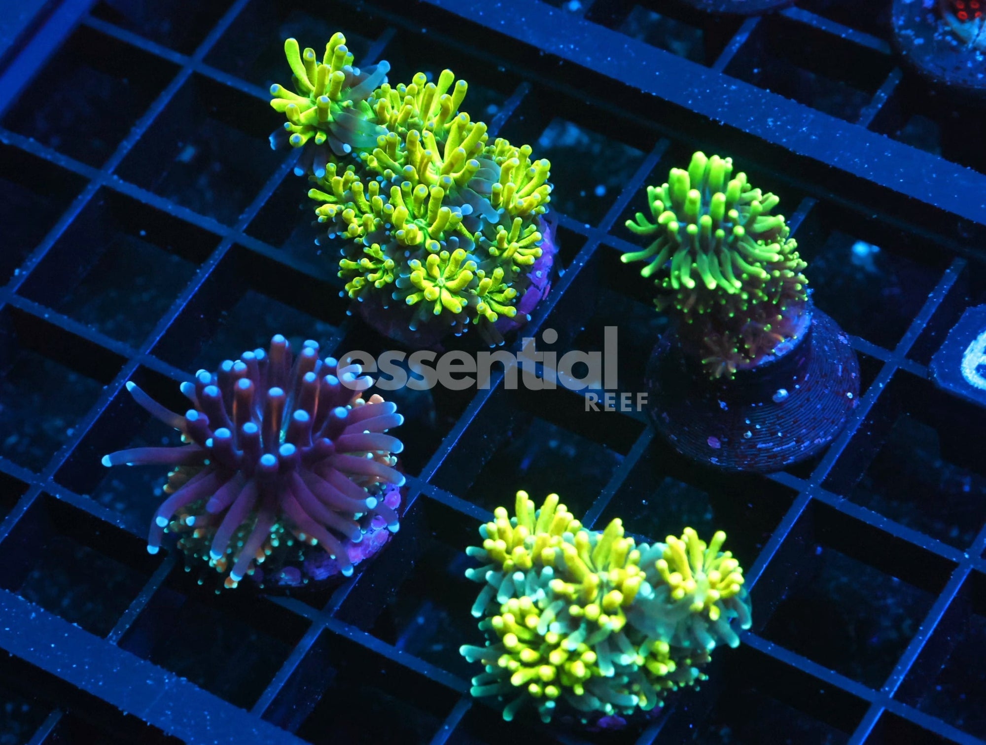 Watermarked - C330 - SDC Galaxea Pack 4 pc