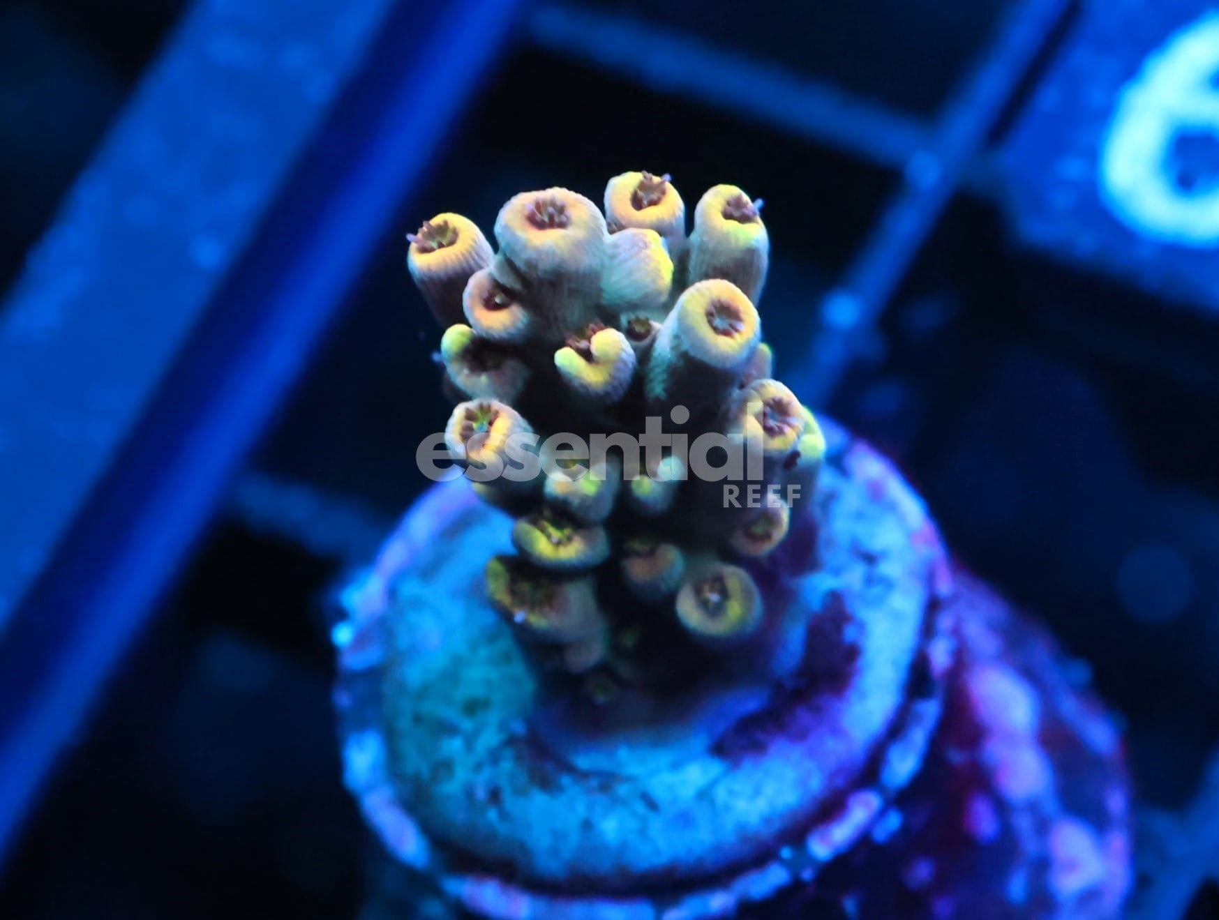 Watermarked - C339 - SDC Acropora Asst. Premium